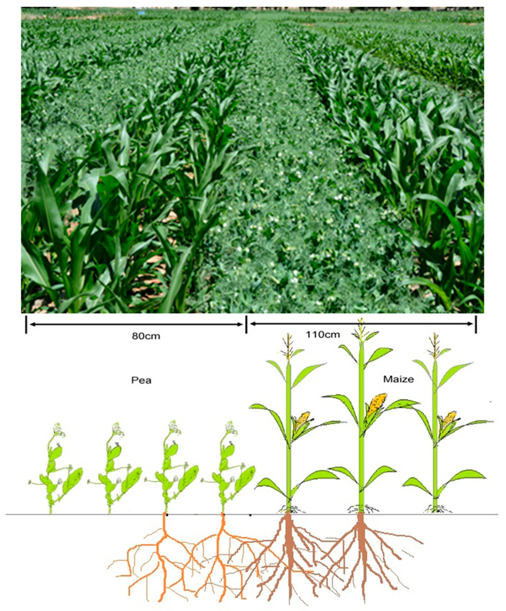 Agronomy 13 02707 g001