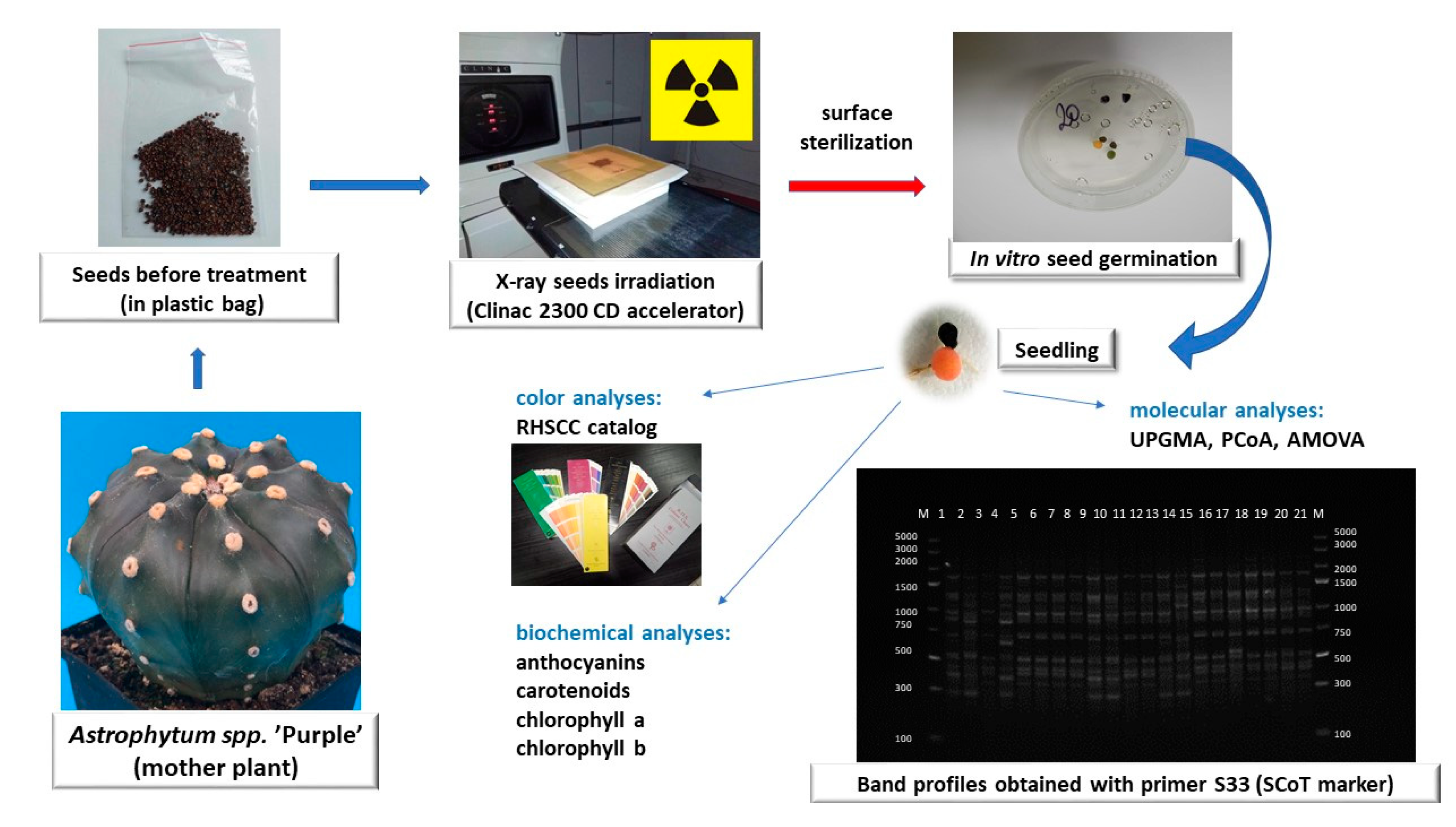 Agronomy | Free Full-Text | Effect of X-rays on Seedling Pigment