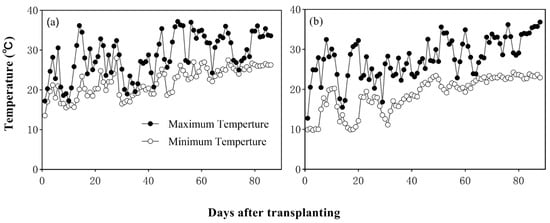 Automated Transplanting Saving Labor, Increasing Yields 