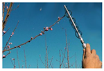 Agronomy 13 02753 i006