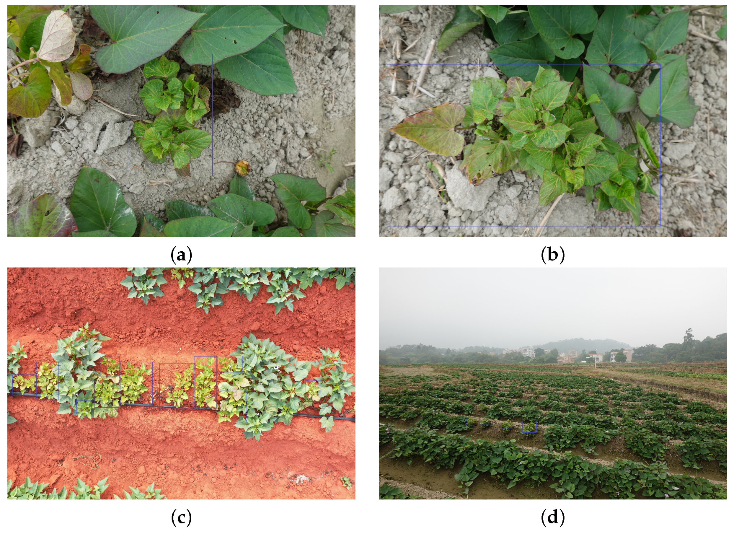 Agronomy 13 02801 g001