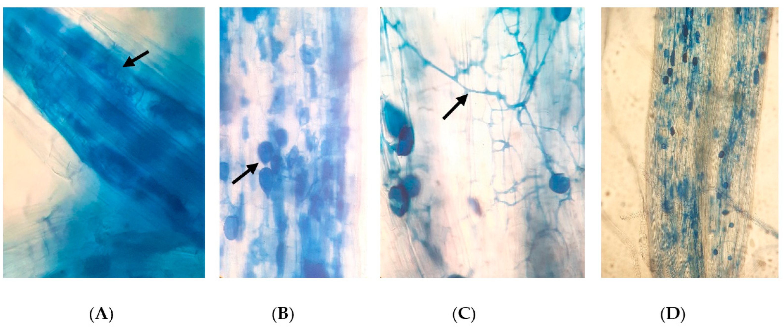 Agronomy 13 02803 g001