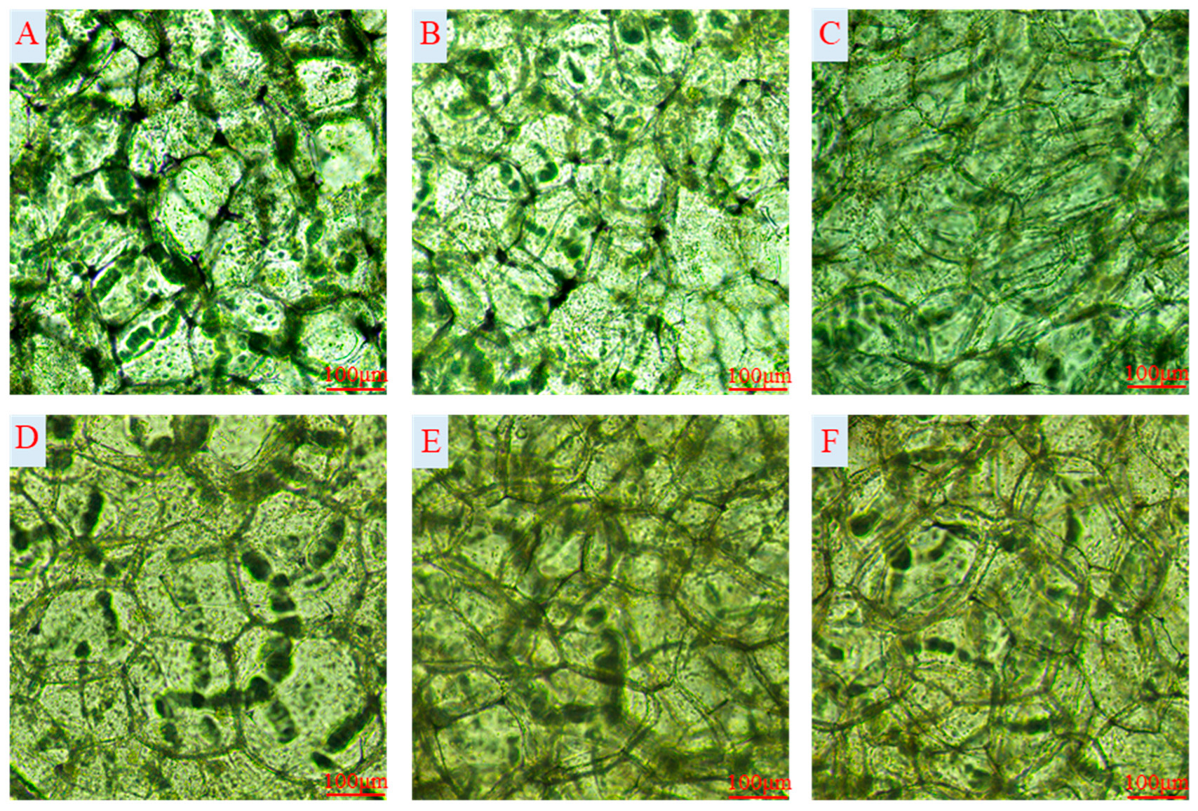 Agronomy 13 02836 g004