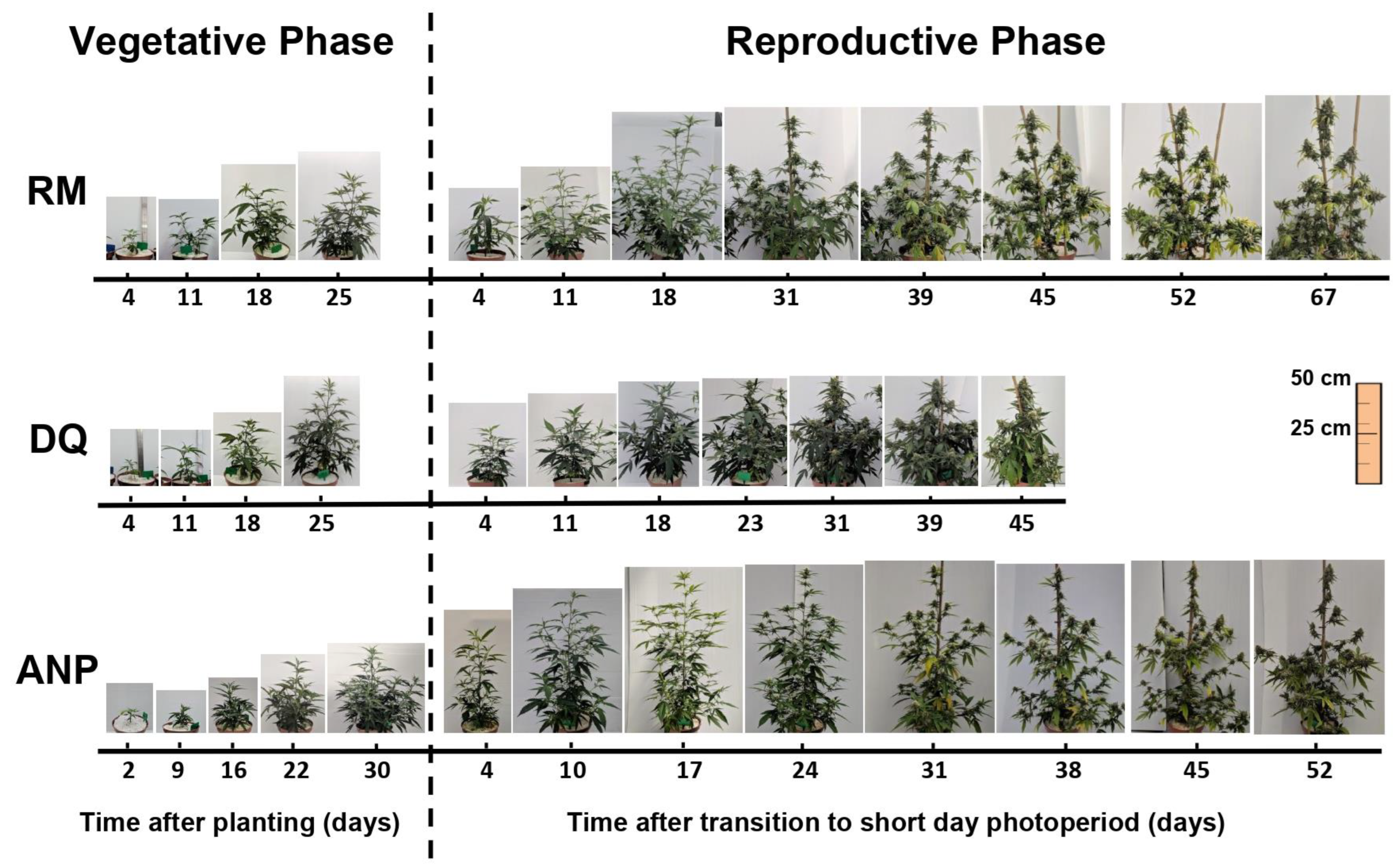 Agronomy 13 02865 g001 Agronomy 13 02865 g001