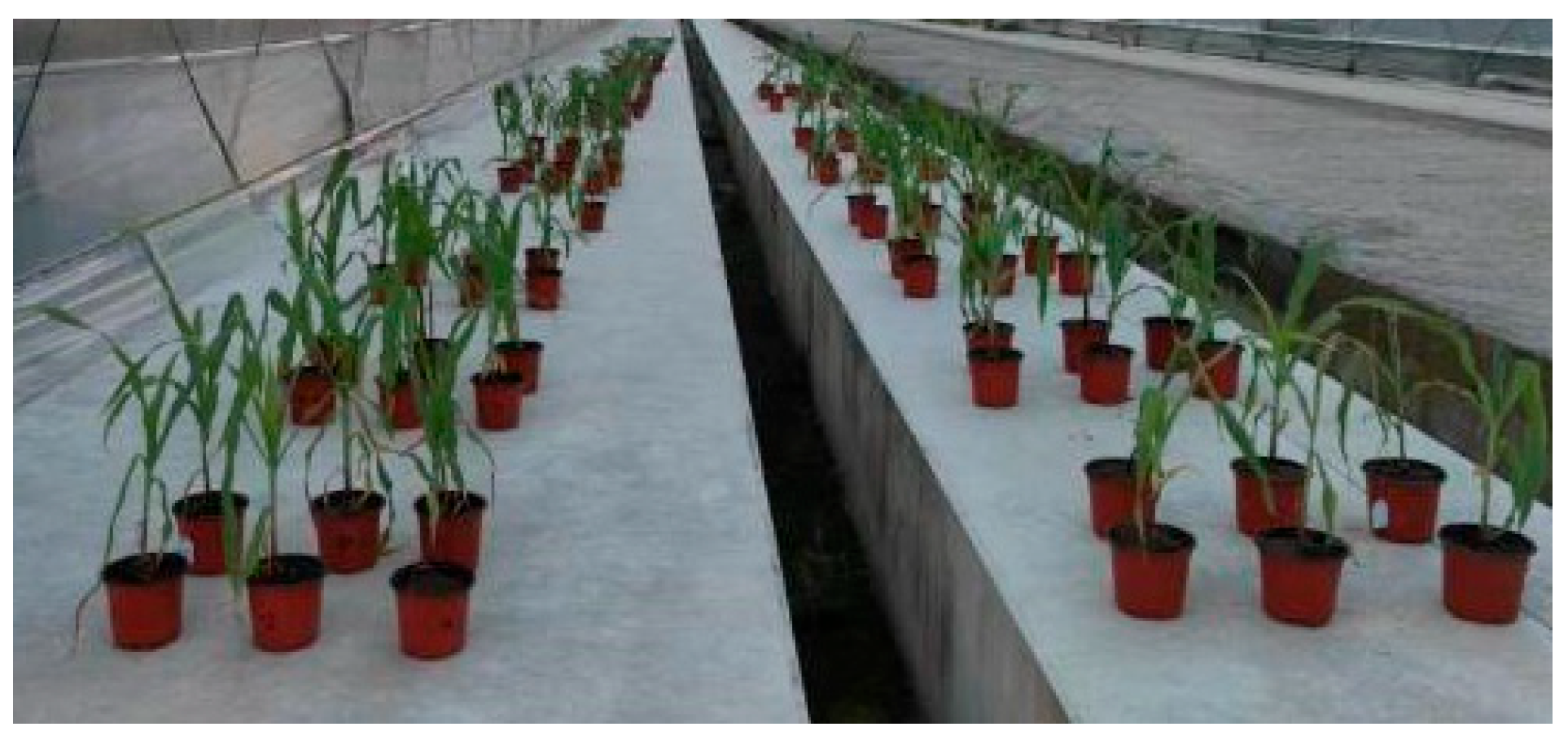 Agronomy 13 02890 g003 Agronomy 13 02890 g003