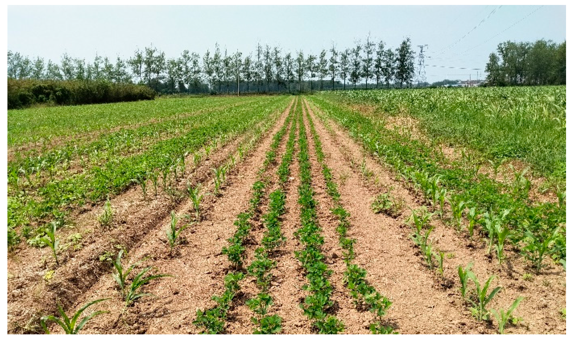 Agronomy 13 02890 g004 Agronomy 13 02890 g004