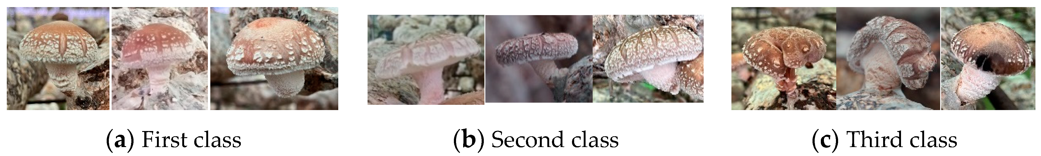 Agronomy 13 02924 g001