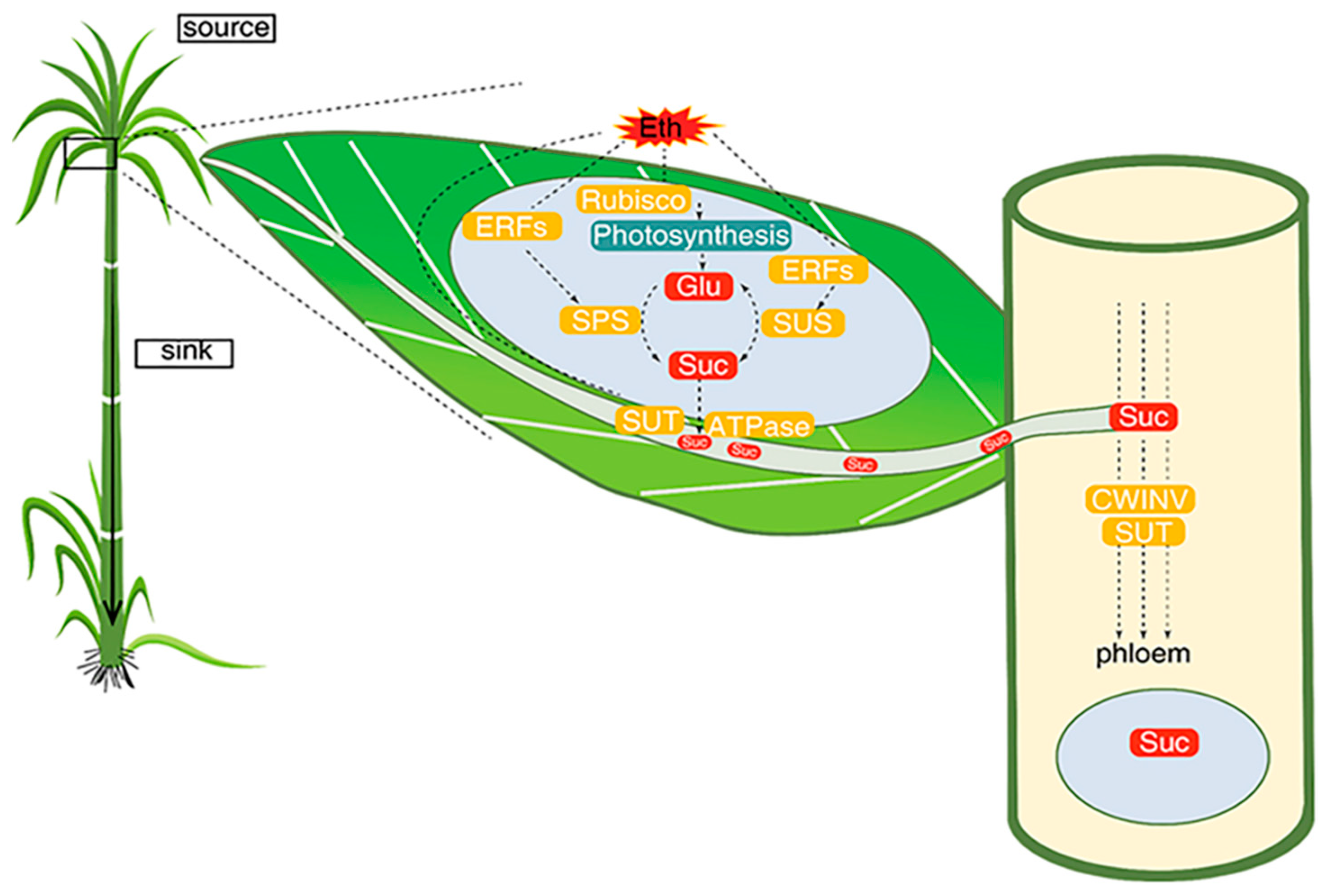 Agronomy 13 02957 g006