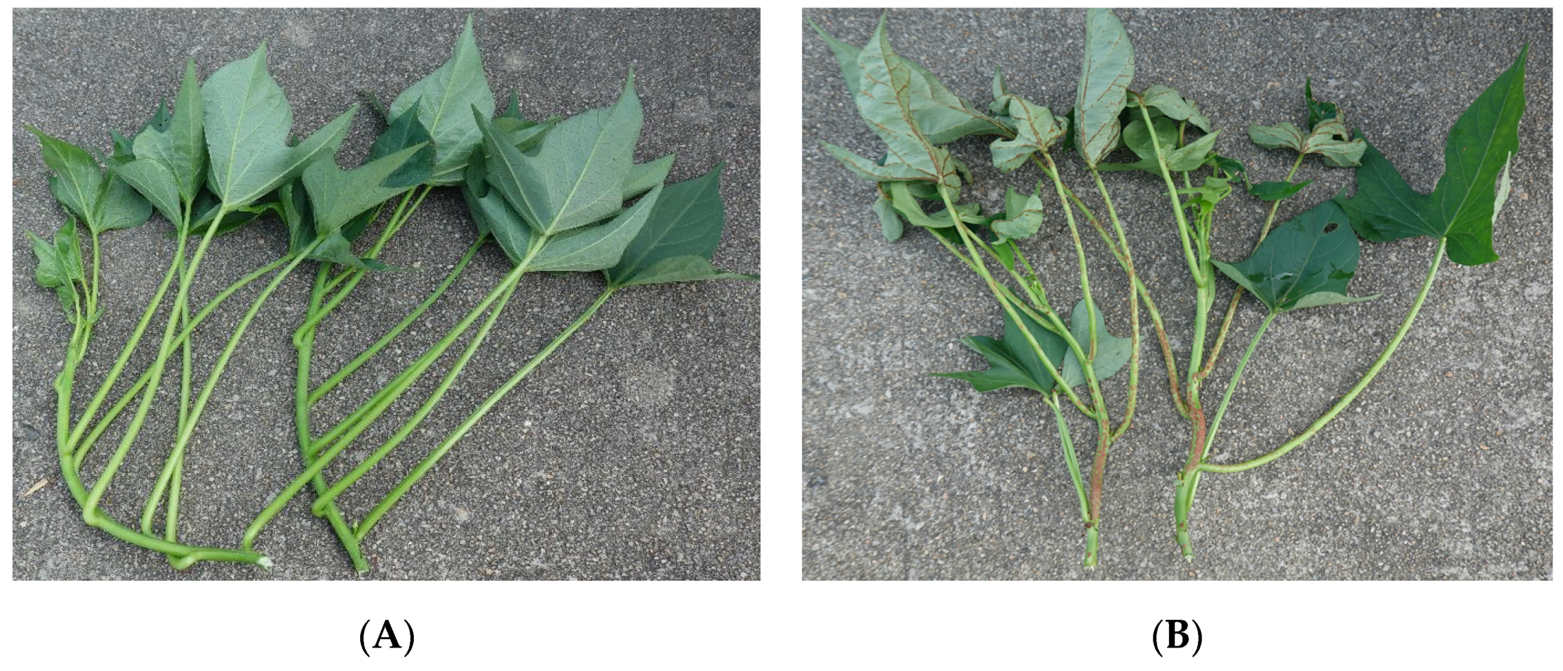 Agronomy 13 02965 g001