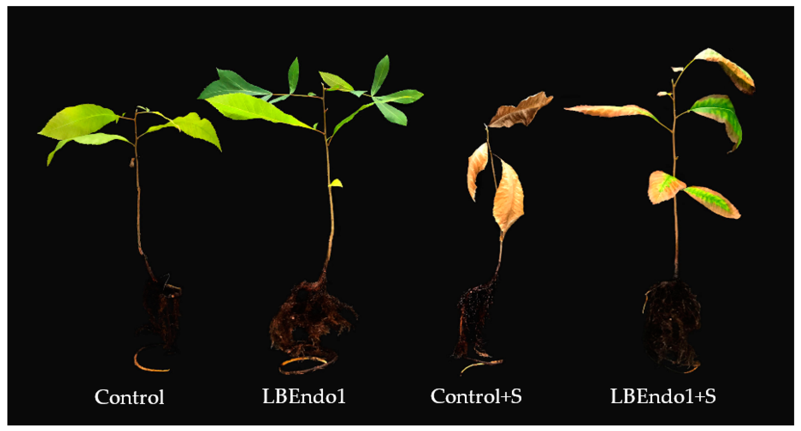 Agronomy 13 03045 g003