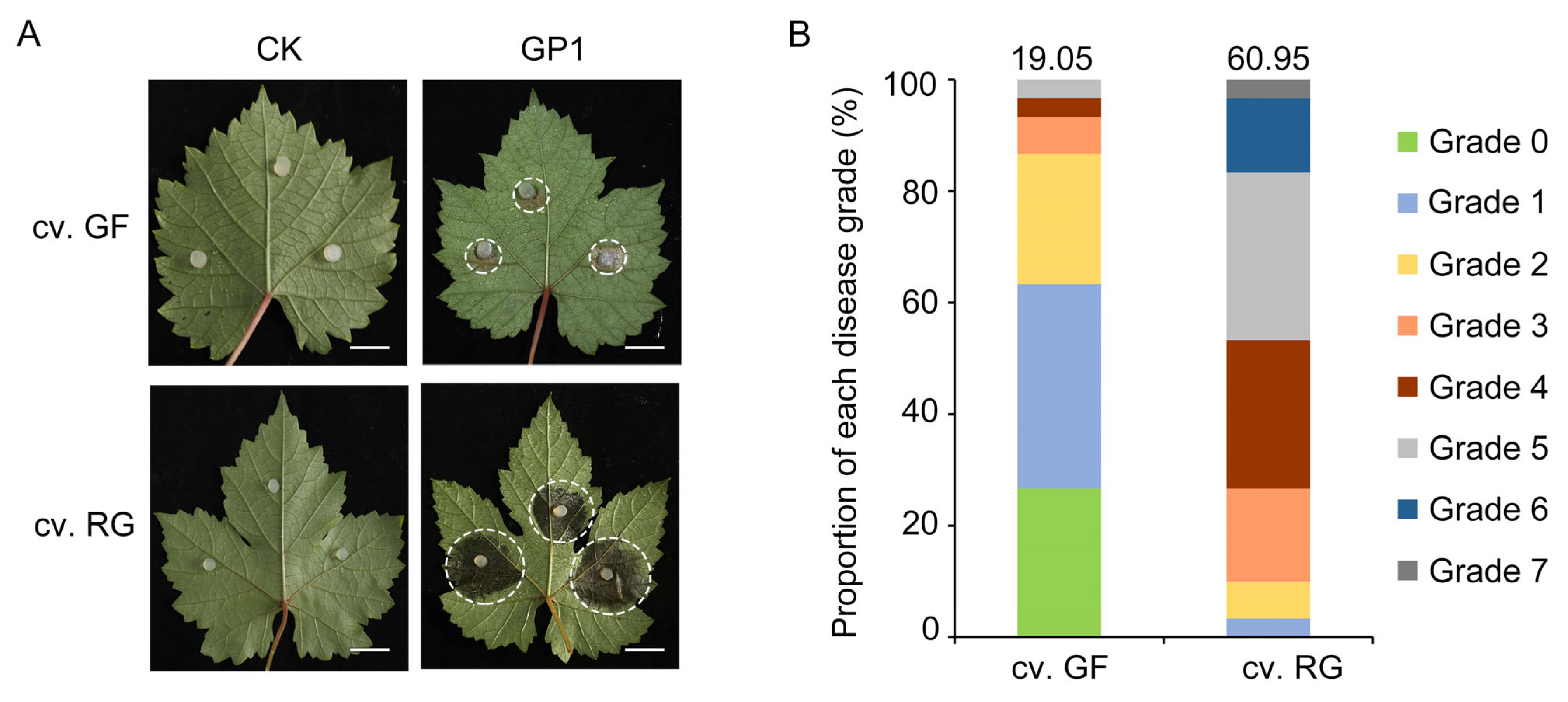 Agronomy 13 03054 g001