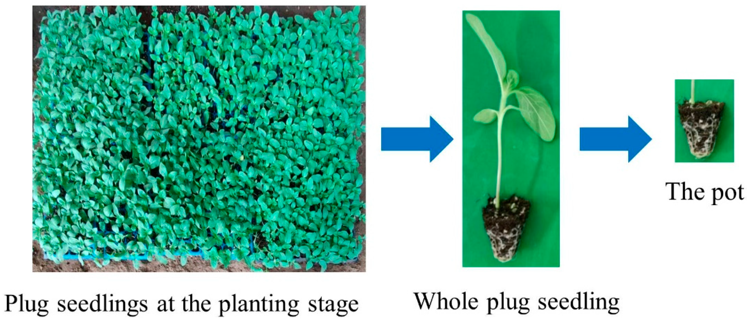 Agronomy 14 00004 g001