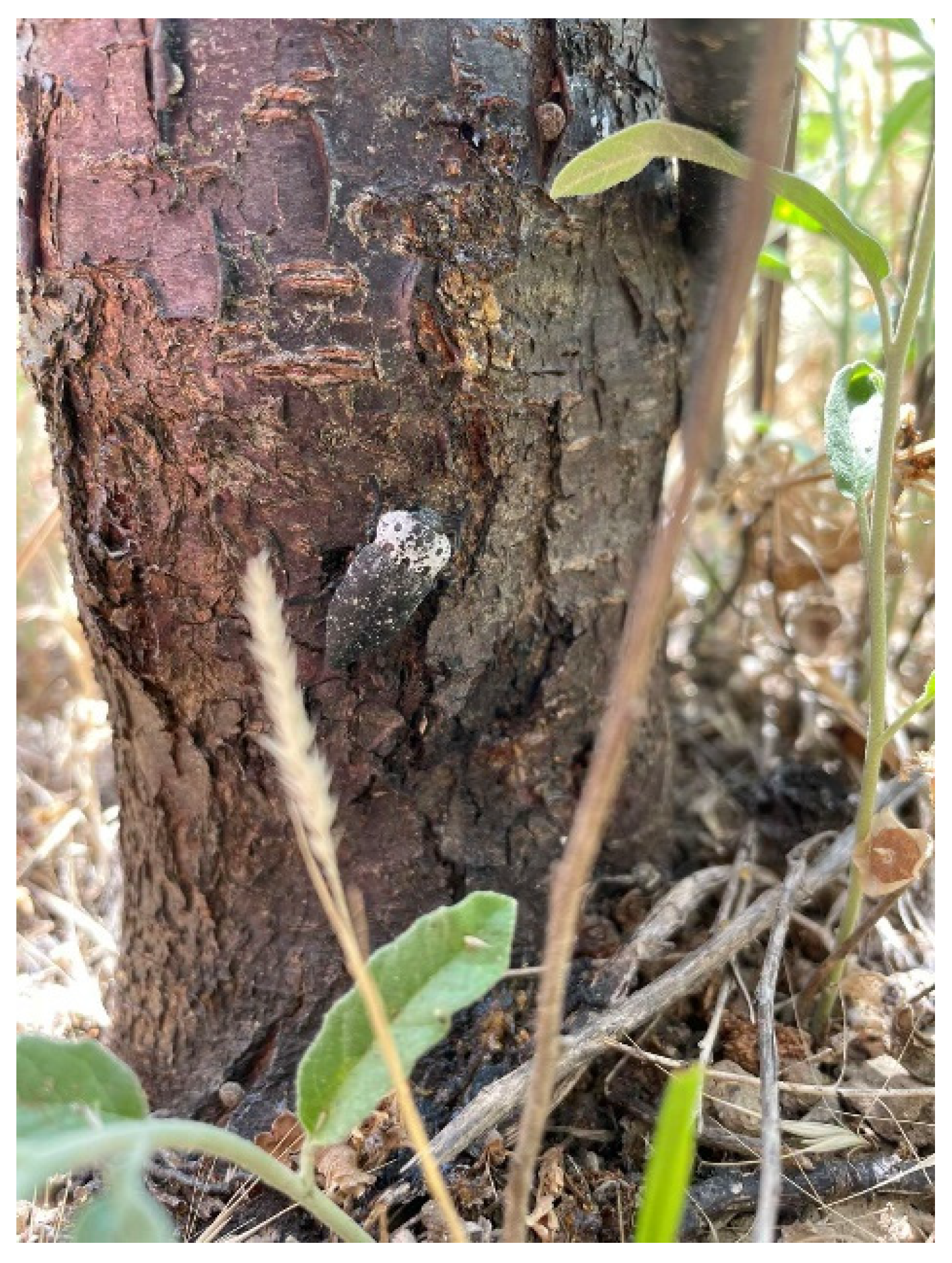 Agronomy 14 00020 g007