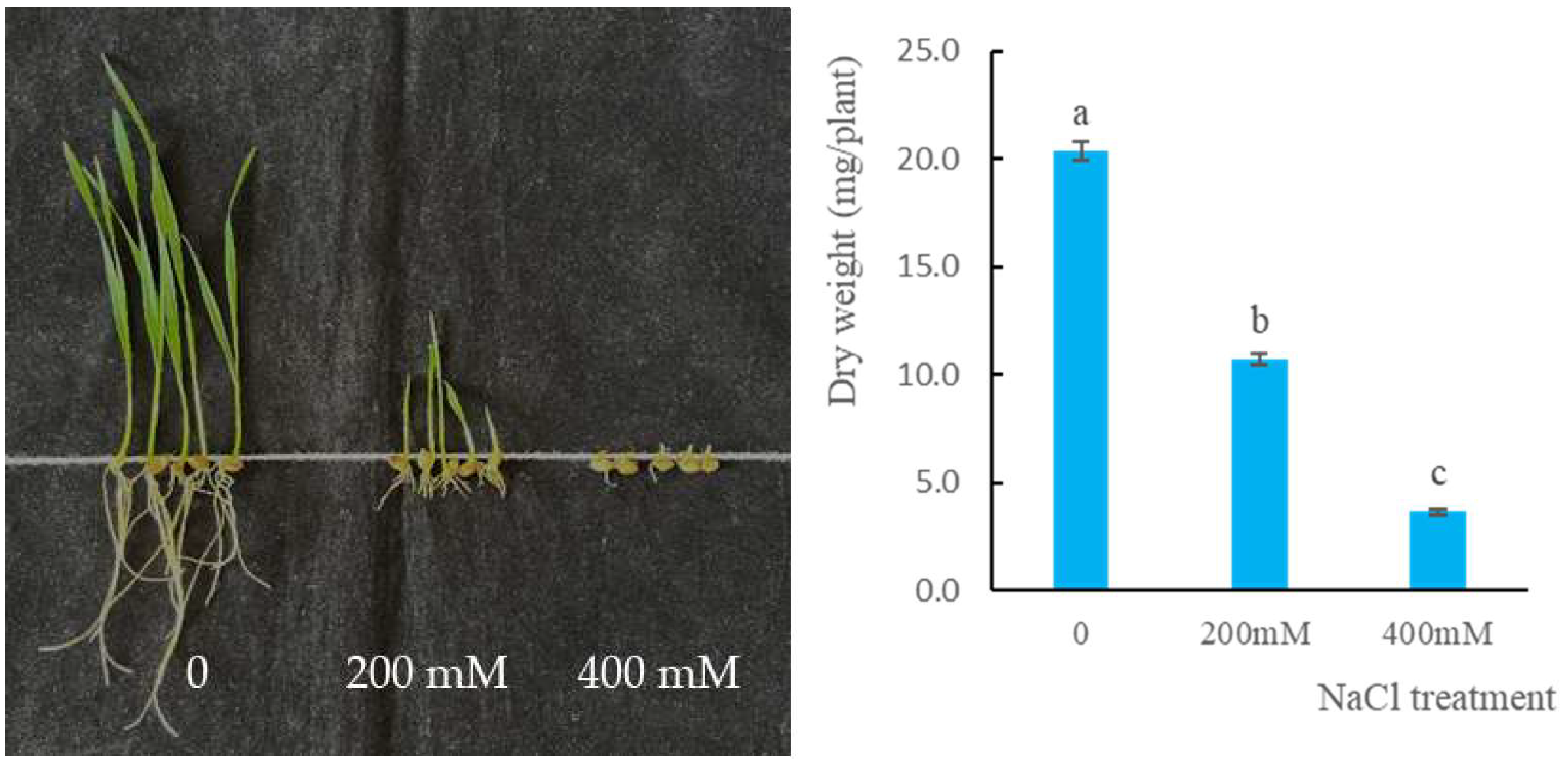 Agronomy 14 00039 g001