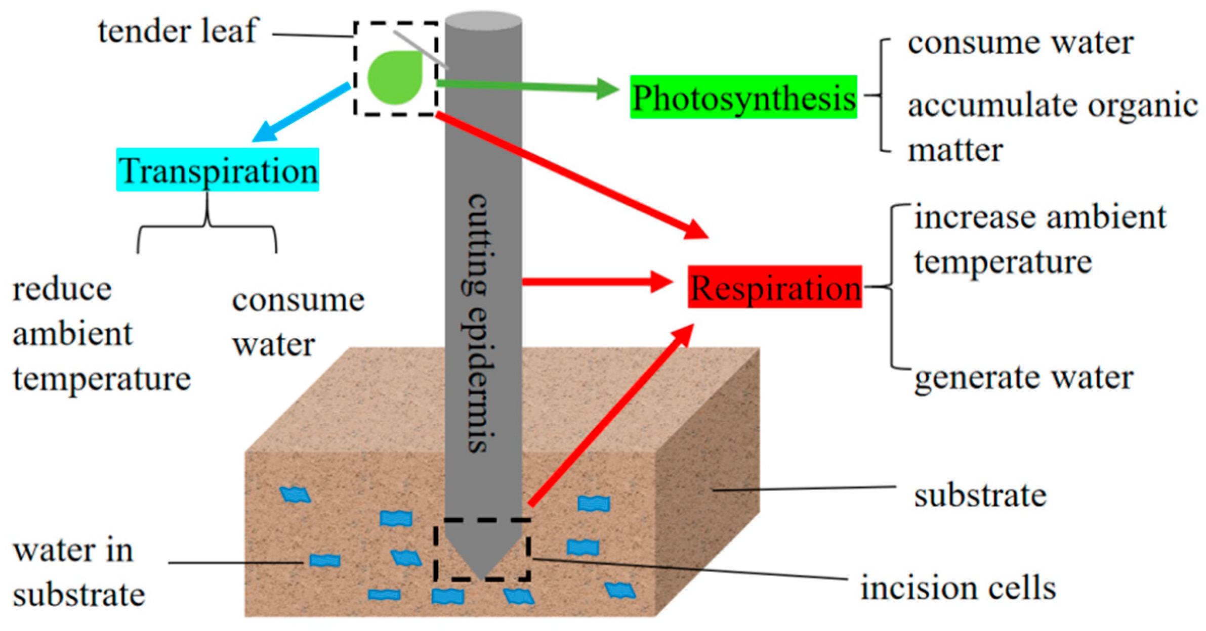 Agronomy 14 00058 g003 Agronomy 14 00058 g003