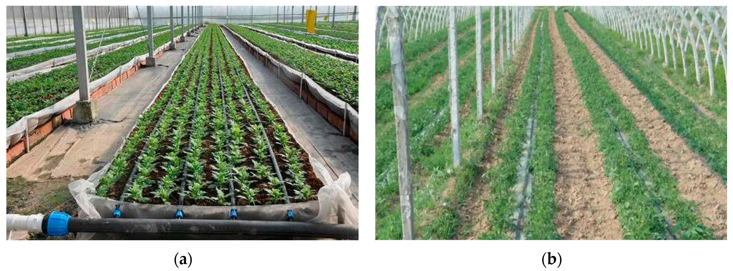 Agronomy 14 00058 g012a Agronomy 14 00058 g012a