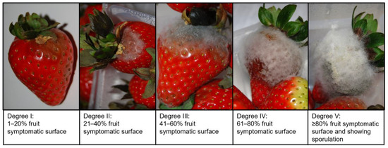 File:Strawberry mold.jpg - Wikimedia Commons