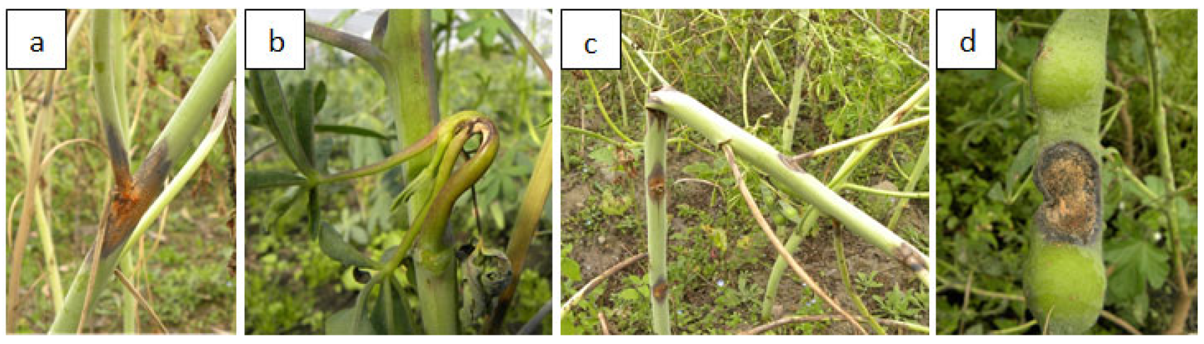 Agronomy 14 00094 g005