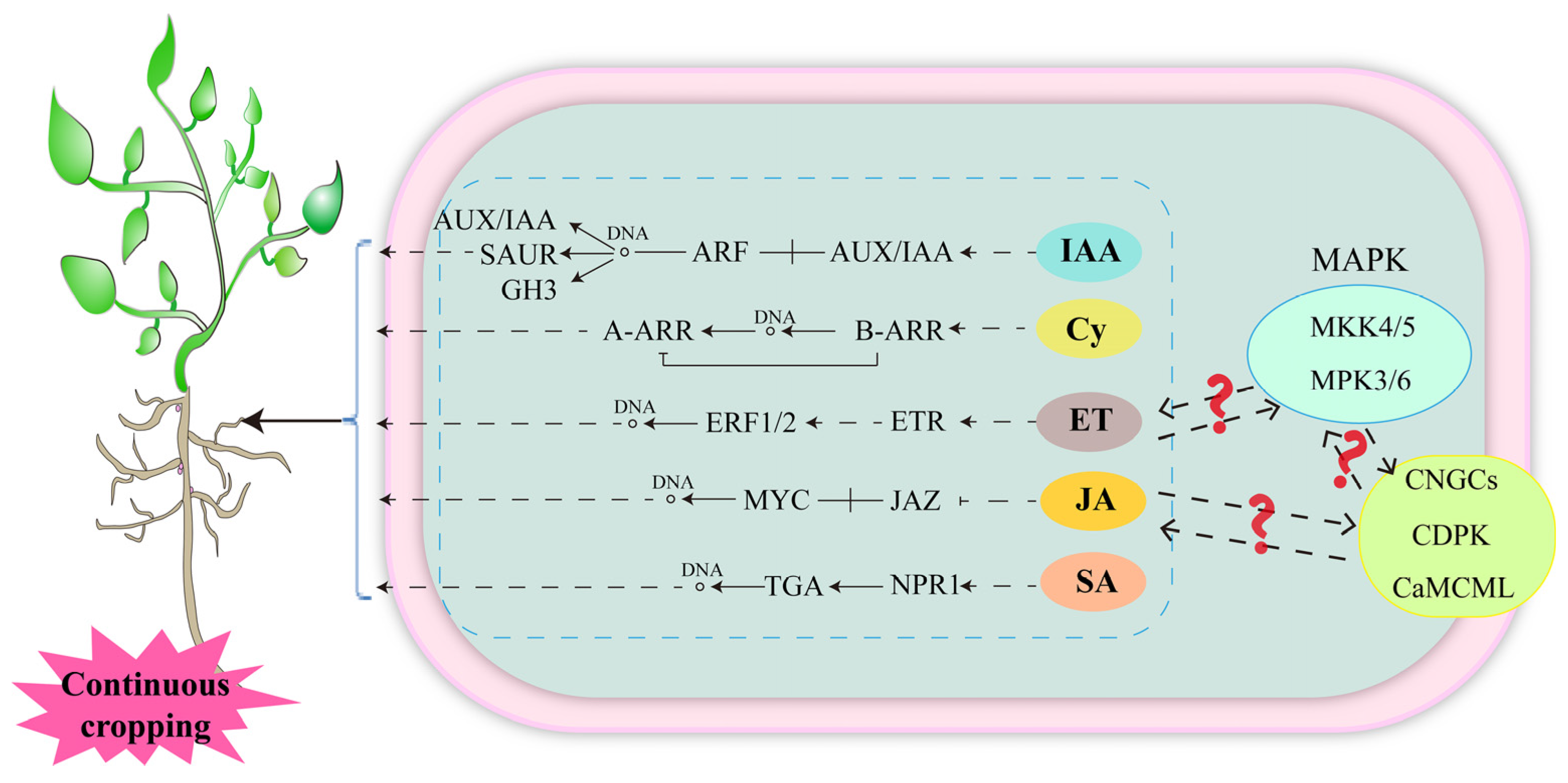 Agronomy 14 00104 g004