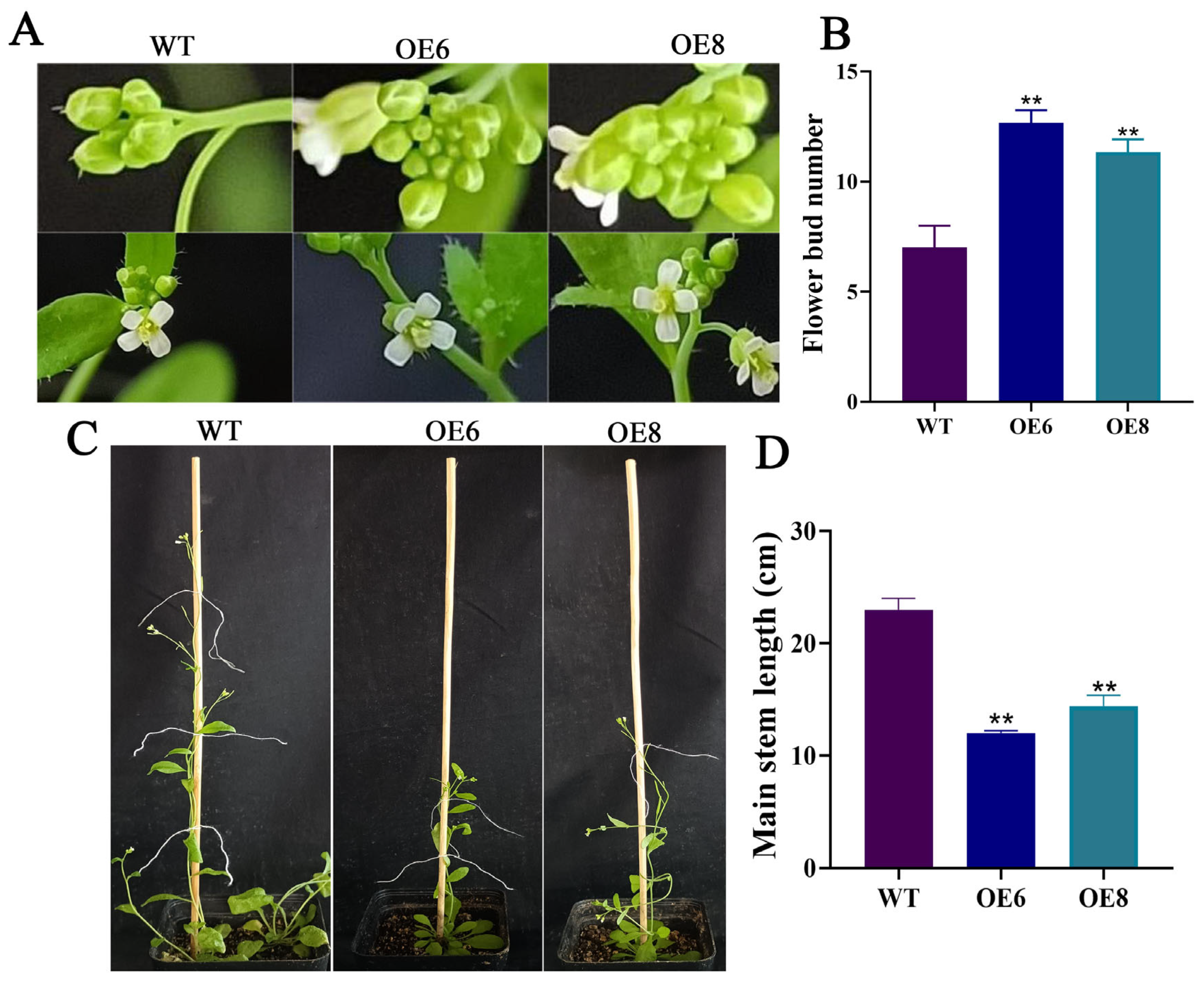 Agronomy 14 00155 g002