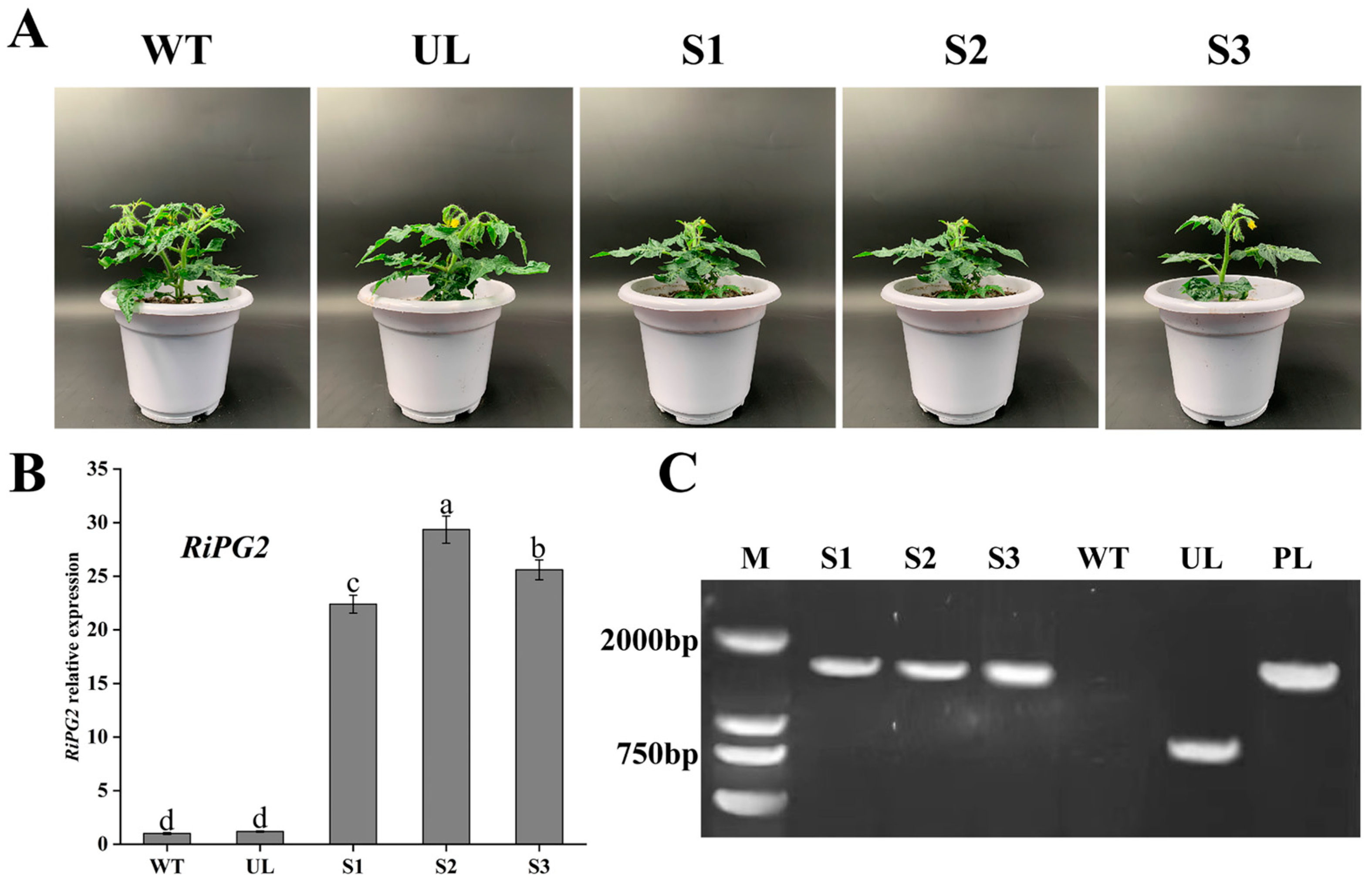 Agronomy 14 00160 g004