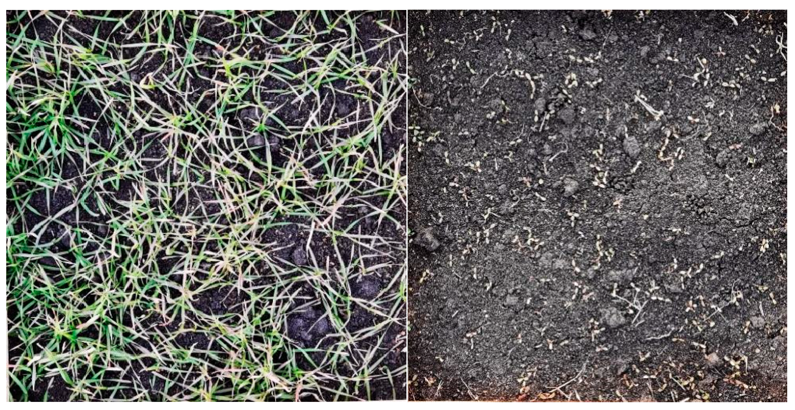 Agronomy 14 00177 g002
