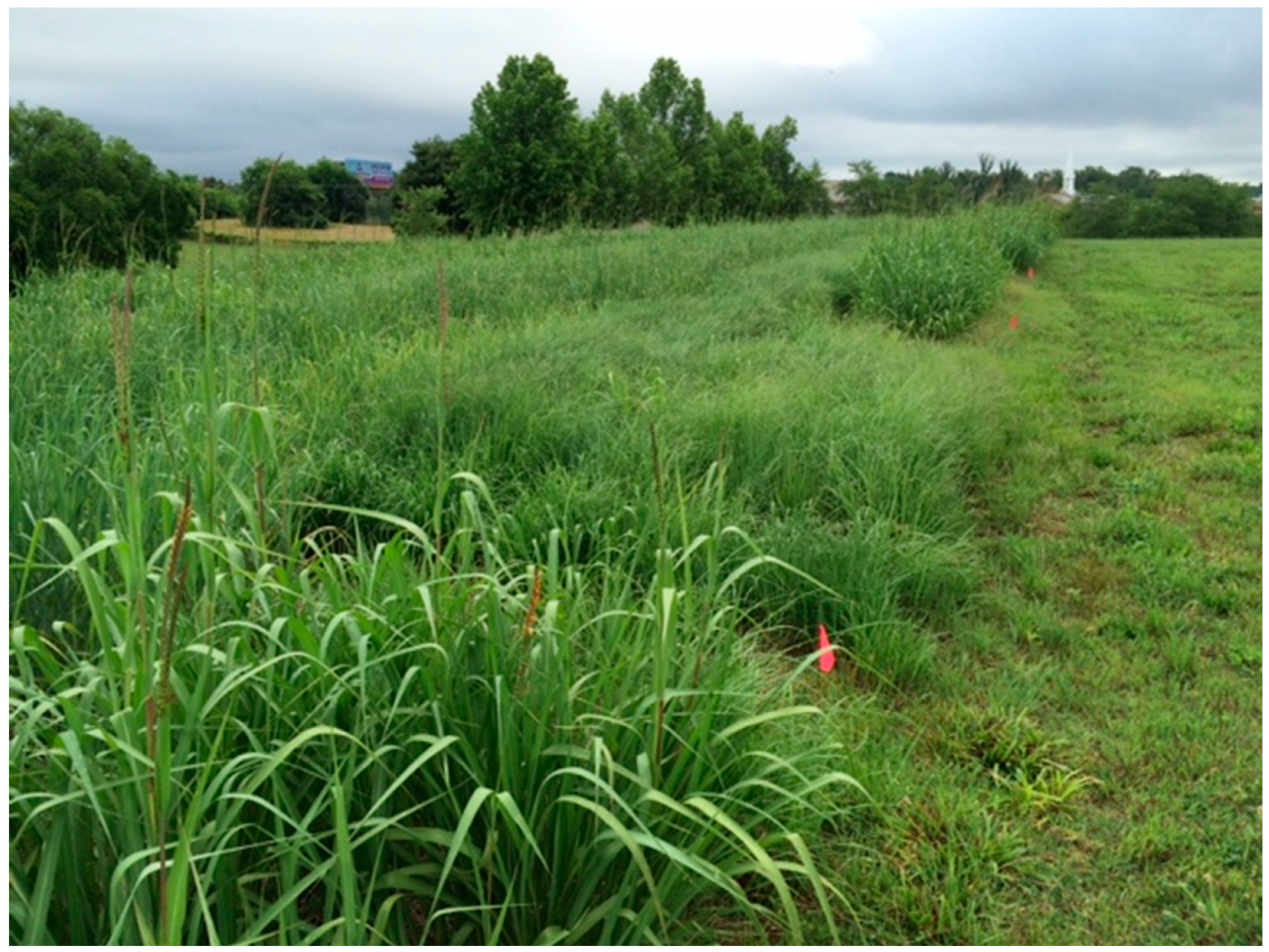 Agronomy 14 00180 g0a2 Agronomy 14 00180 g0a2