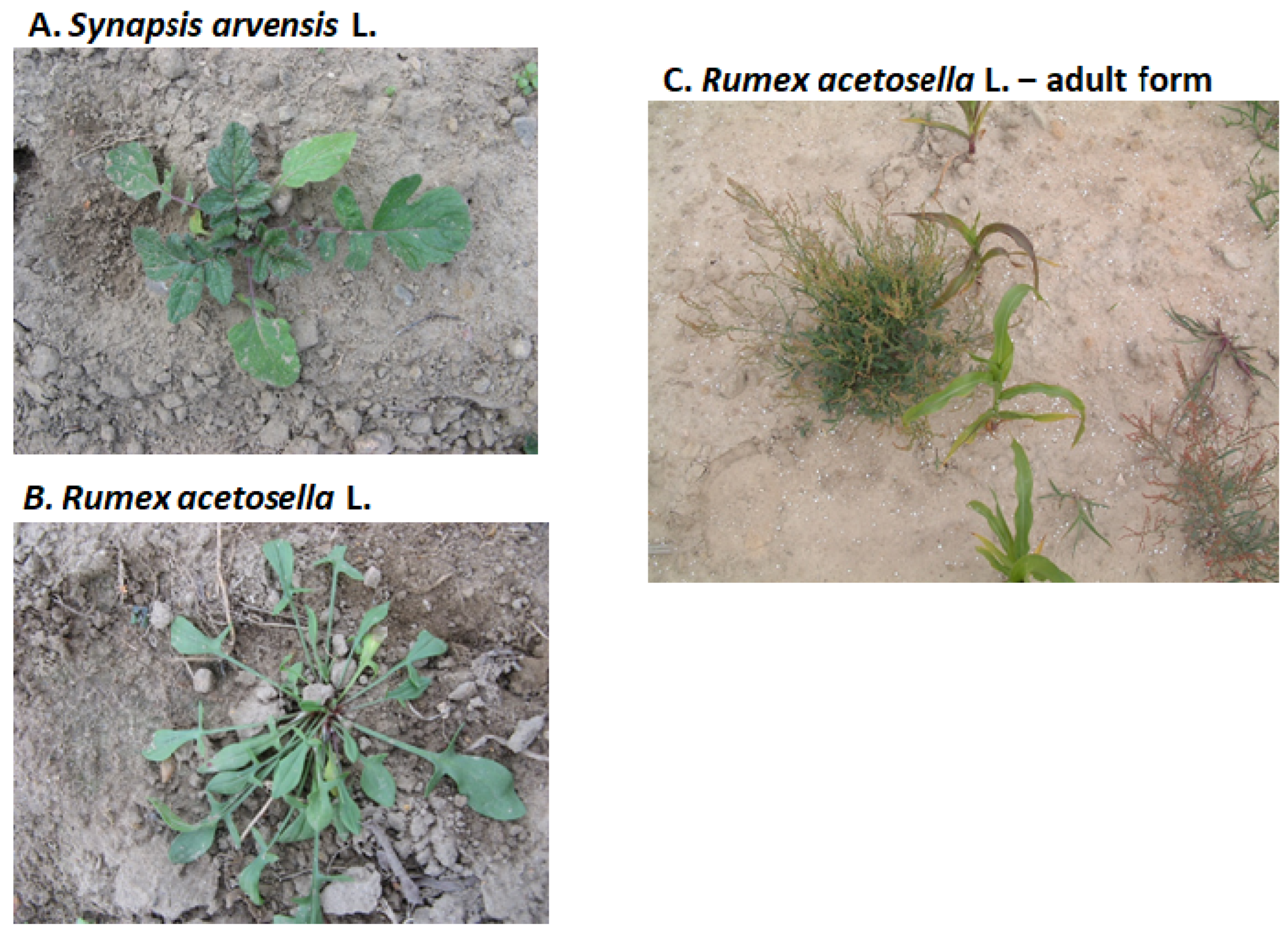 Agronomy 14 00200 g006