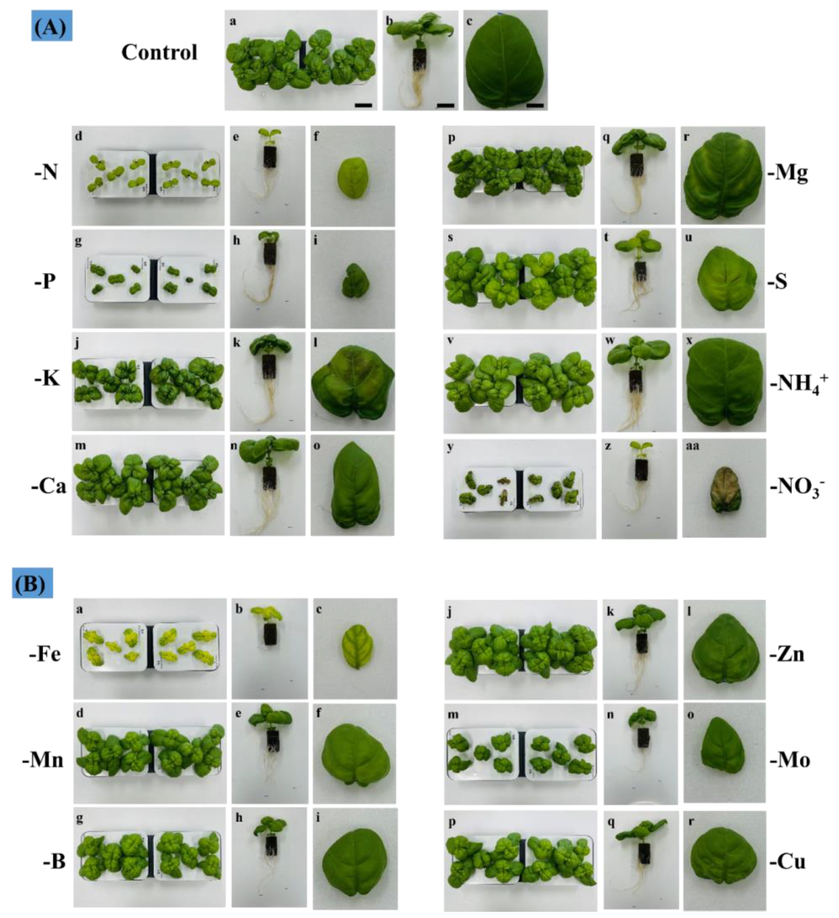 Agronomy Free Full Text Characterization of Physiology