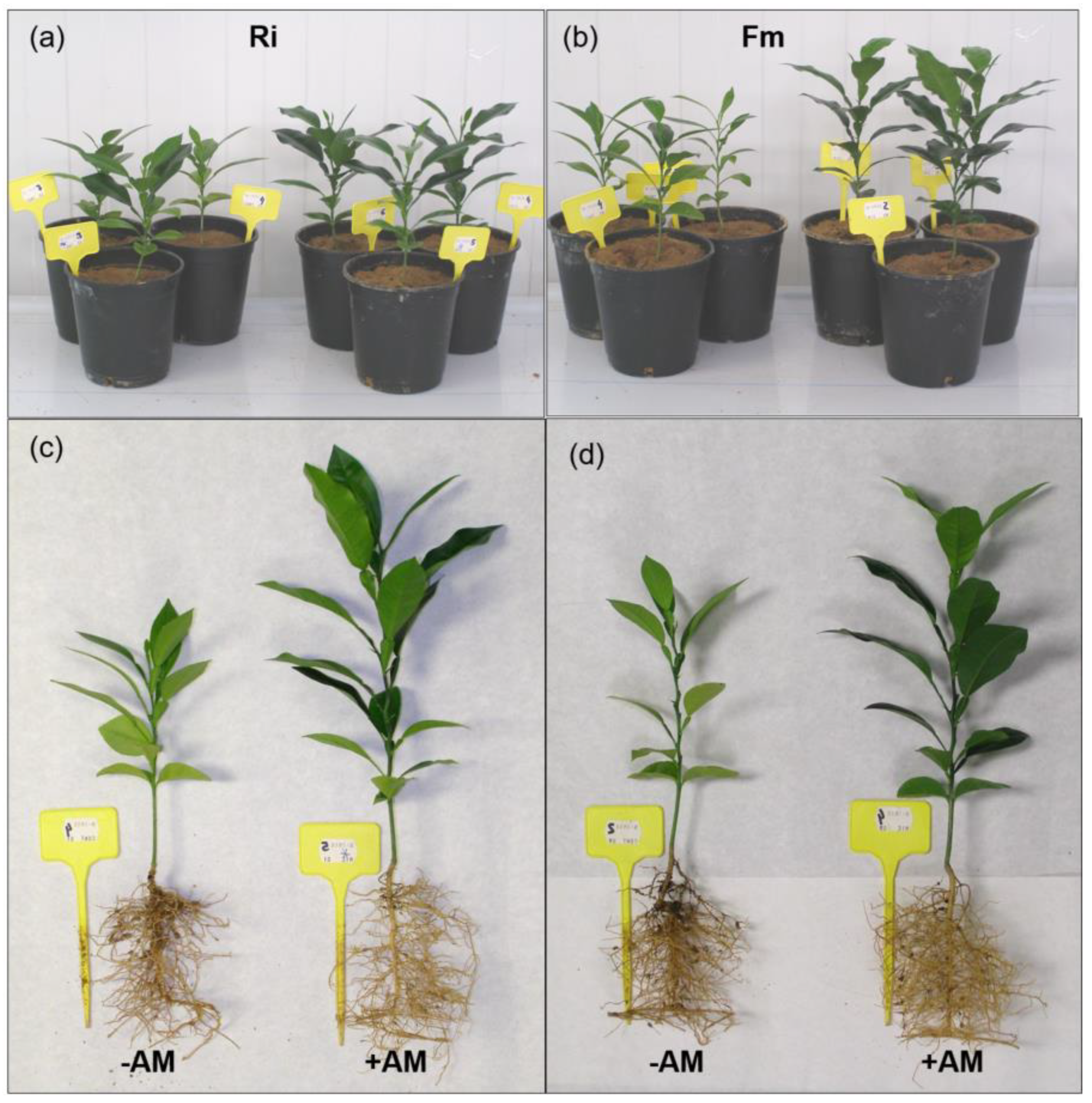 Agronomy 14 00230 g002 Agronomy 14 00230 g002