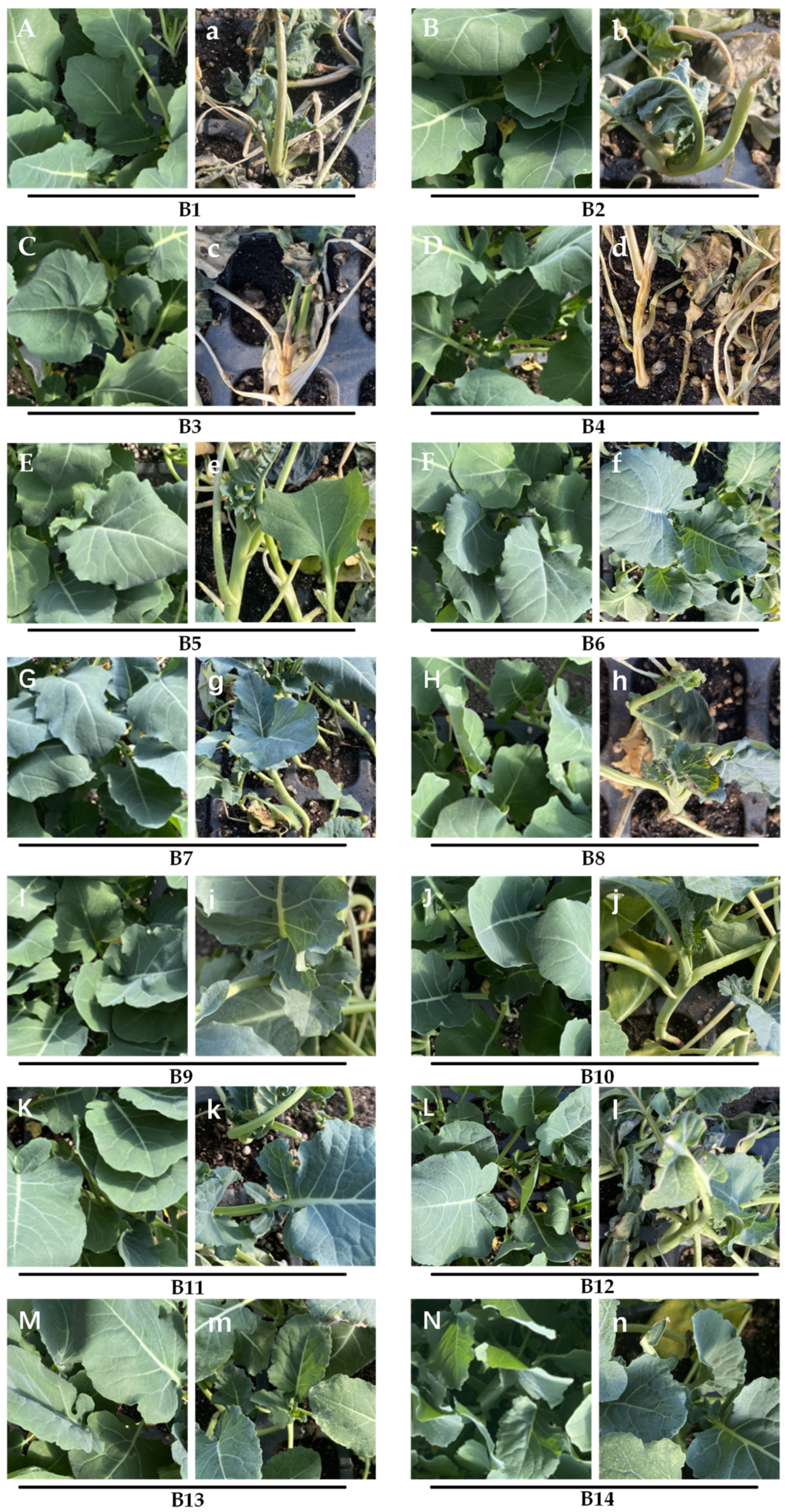 Agronomy 14 00237 g001