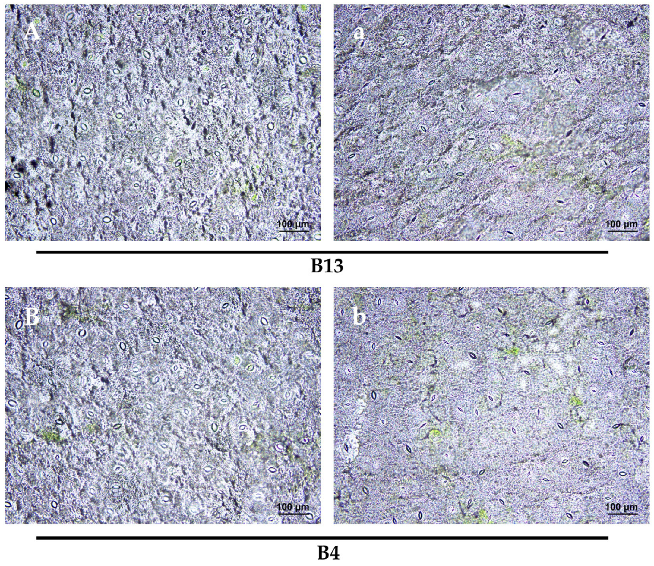 Agronomy 14 00237 g008