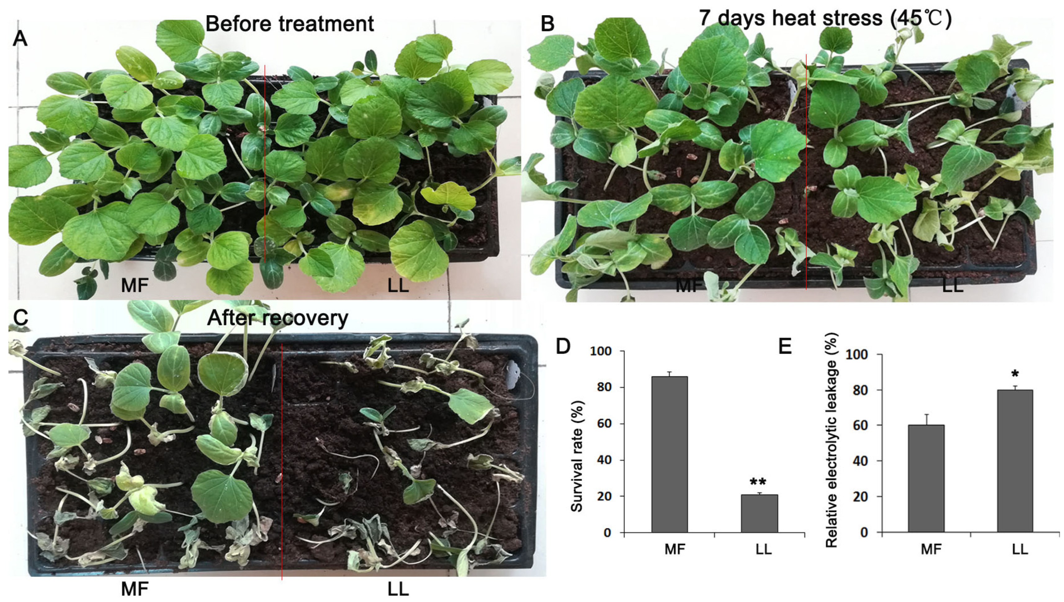 Agronomy 14 00299 g001