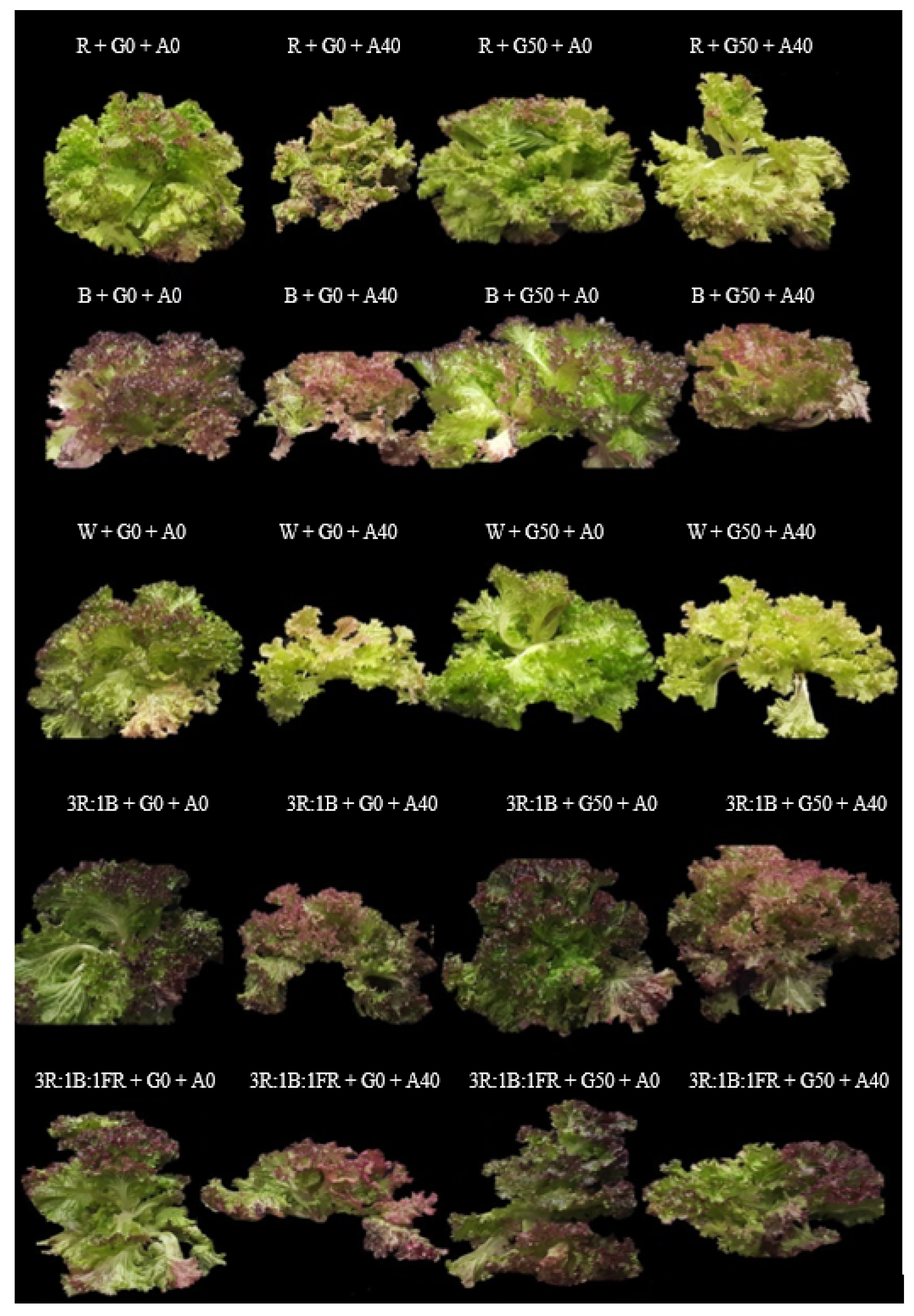 Agronomy 14 00313 g002