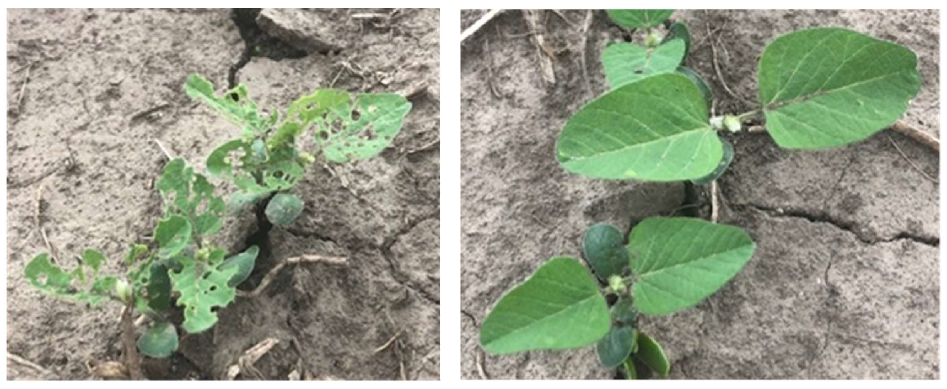 Agronomy 14 00340 g002