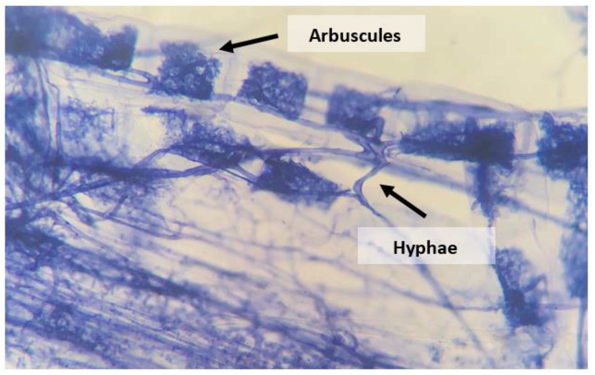 Agronomy 14 00355 g004 Agronomy 14 00355 g004