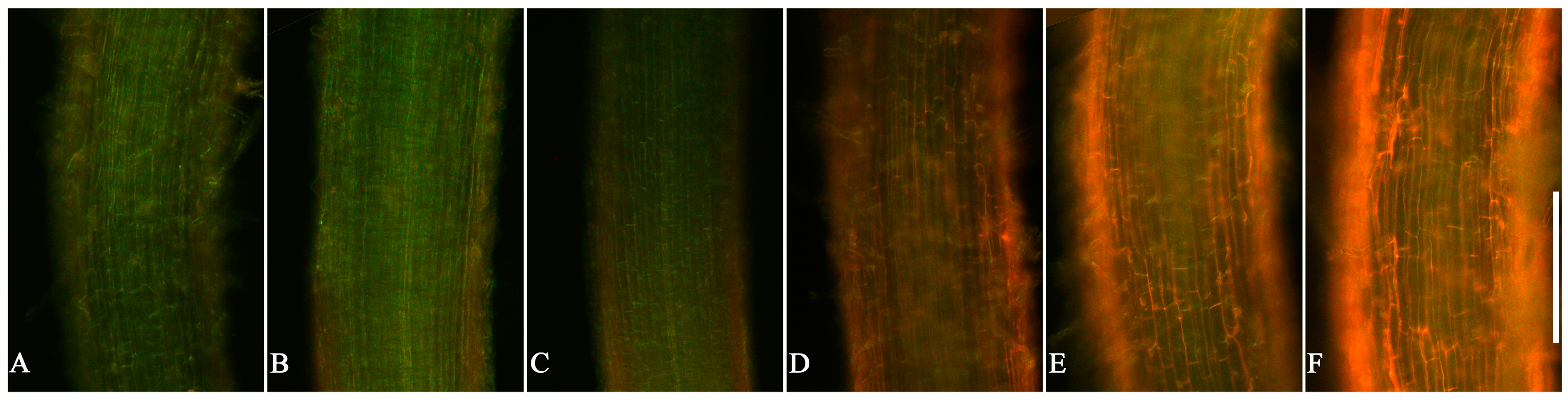 Agronomy 14 00367 g005