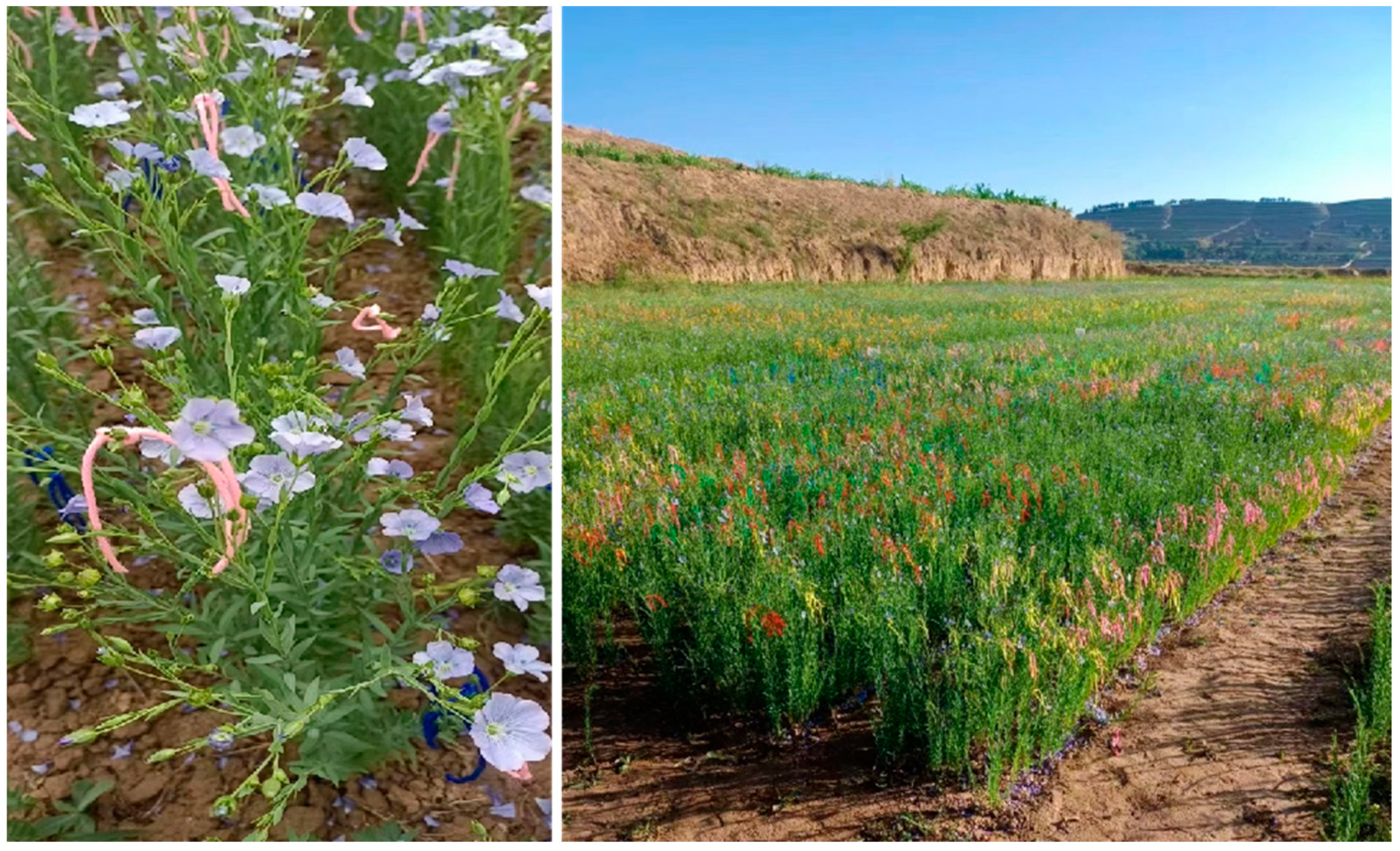 Agronomy 14 00381 g001