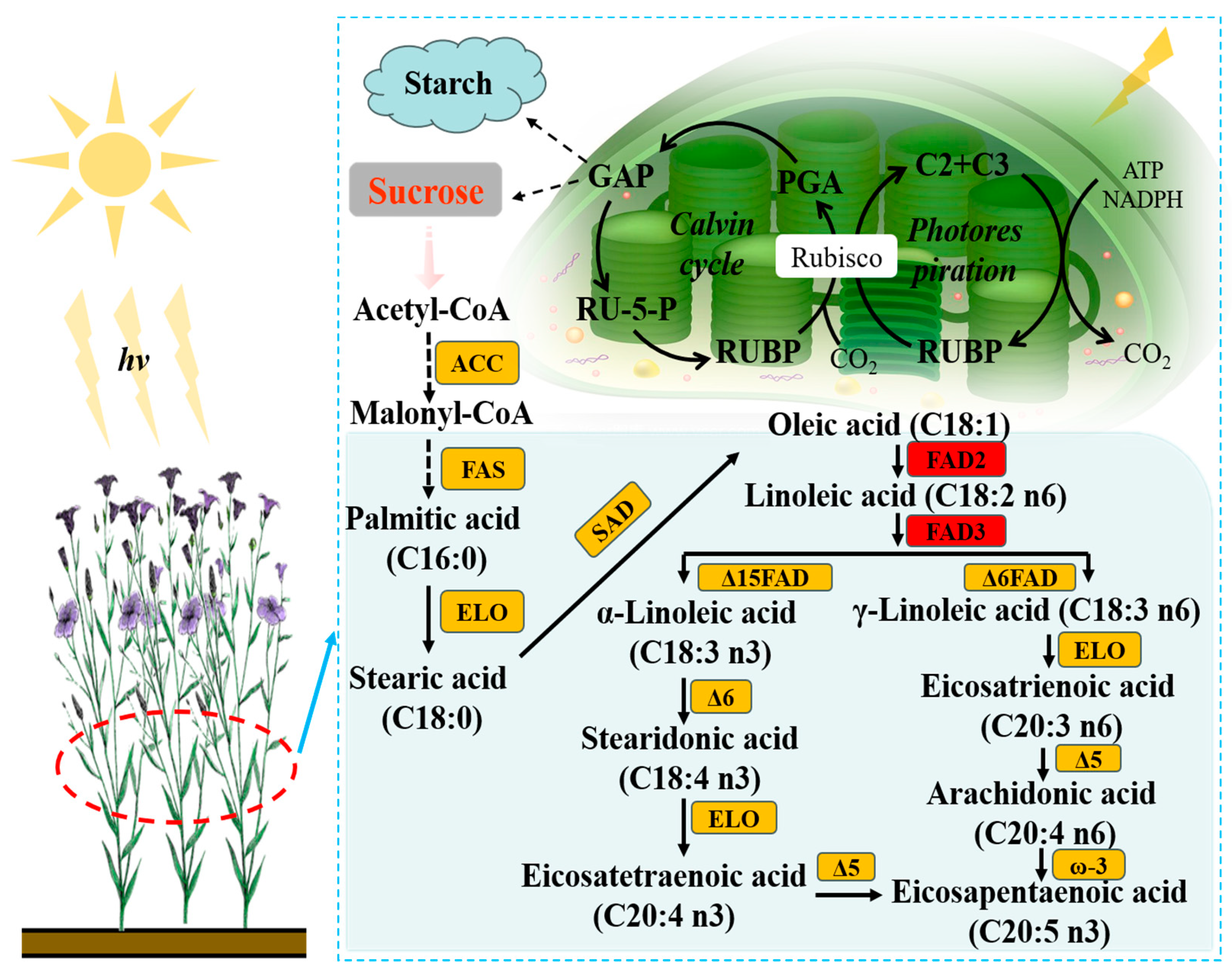 Agronomy 14 00381 g003