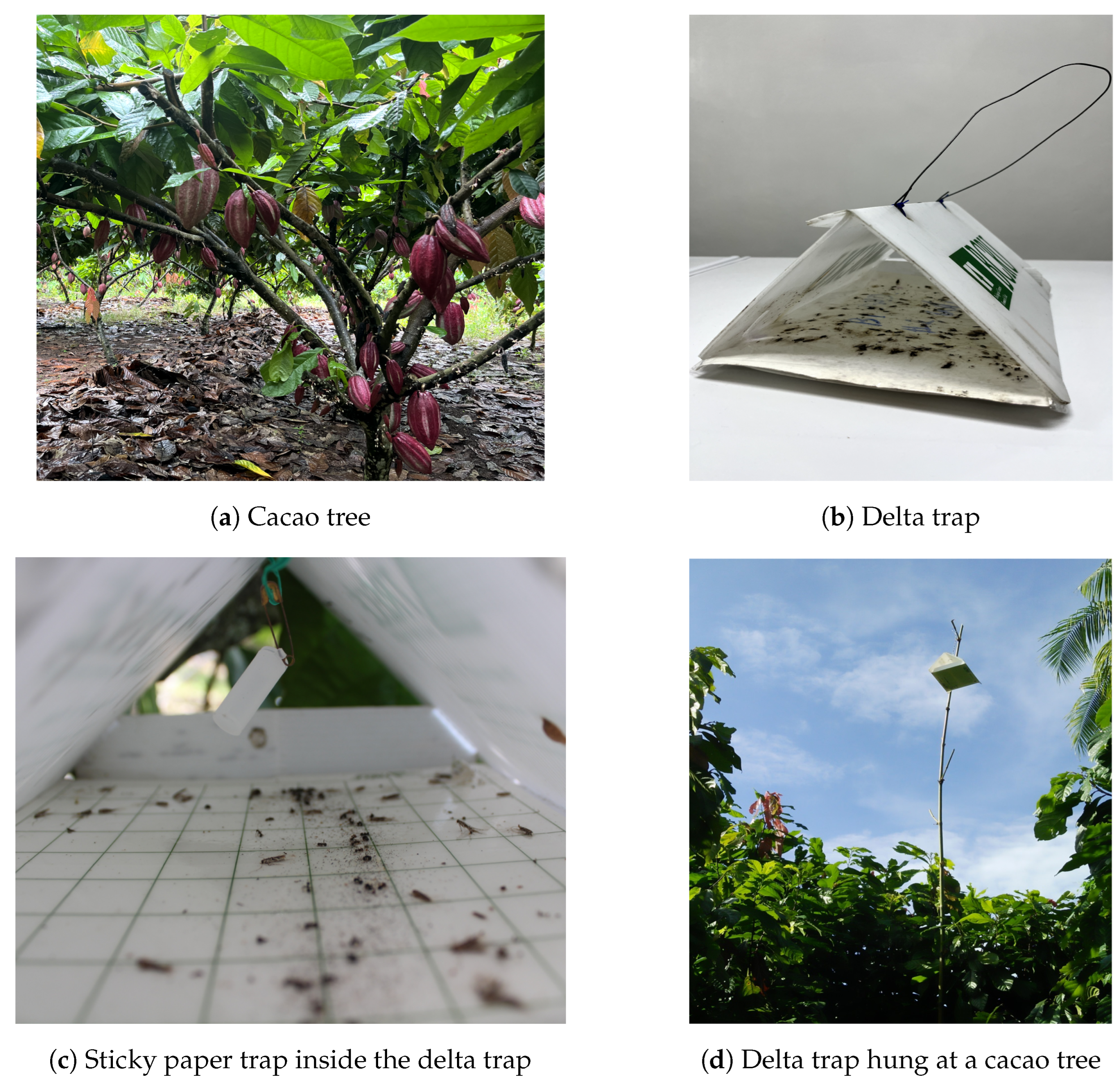 Agronomy 14 00502 g001 Agronomy 14 00502 g001