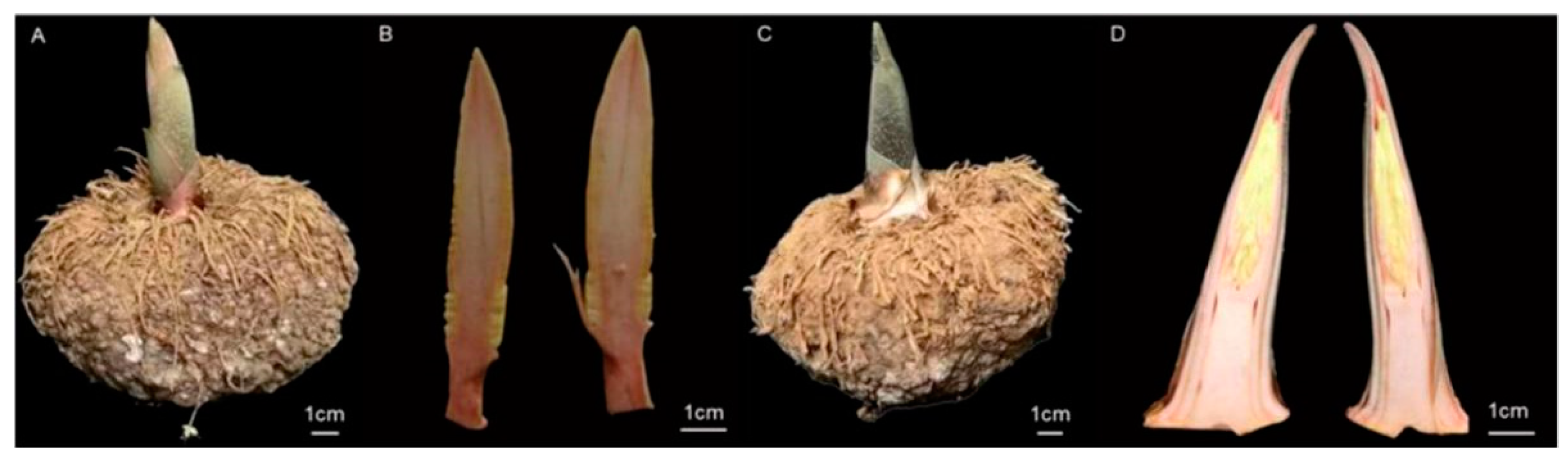 Agronomy 14 00519 g001 Agronomy 14 00519 g001