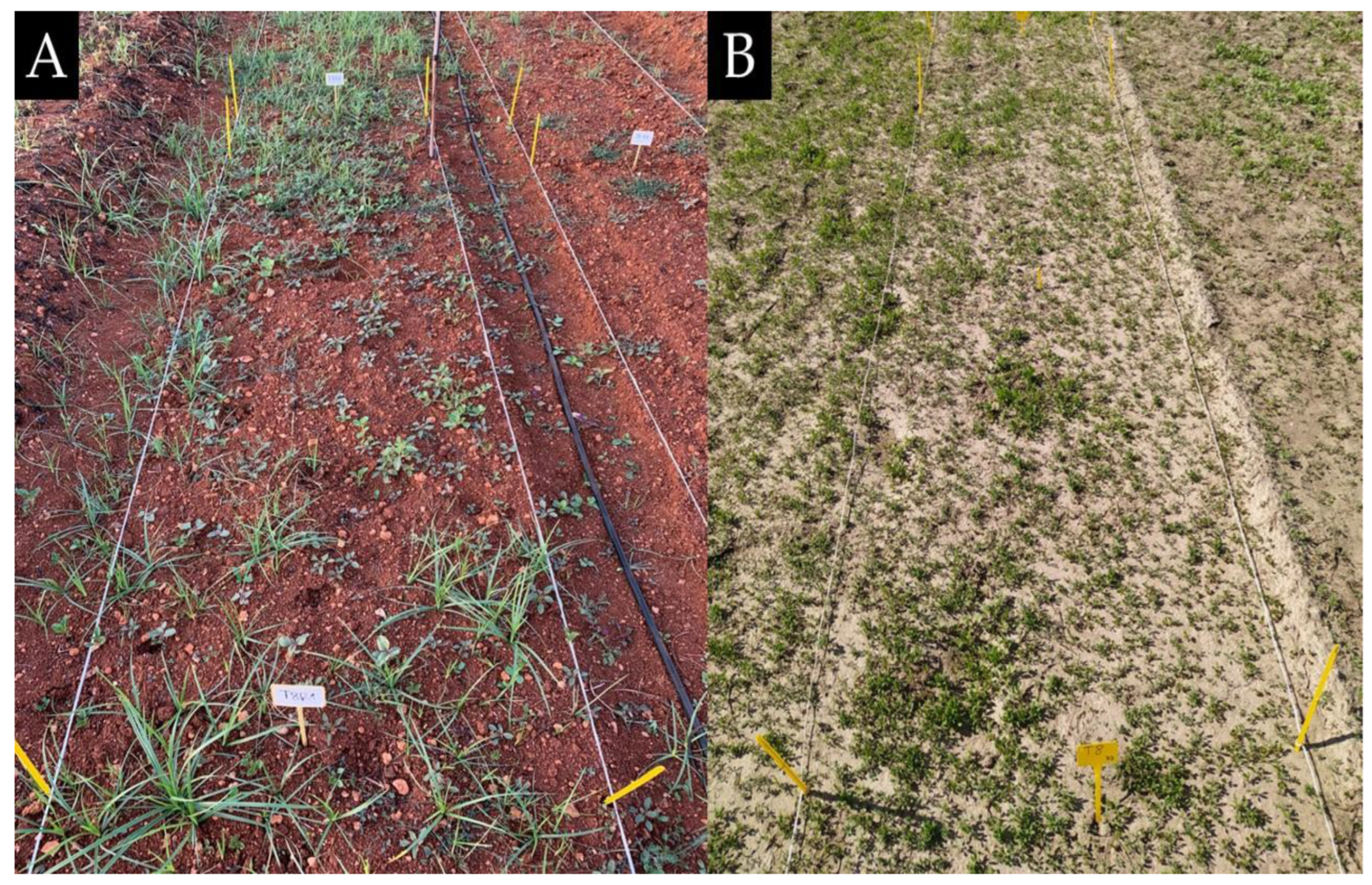 Agronomy 14 00537 g001