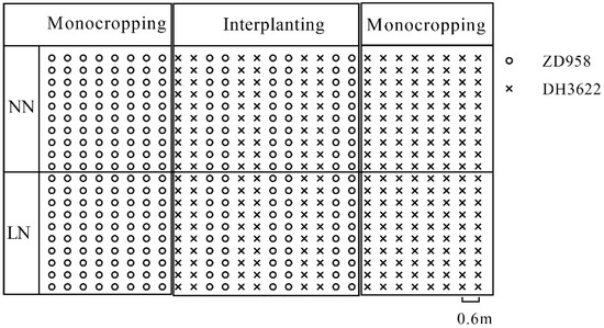 Agronomy | Free Full-Text | Interplanting of Corn (Zea mays L 