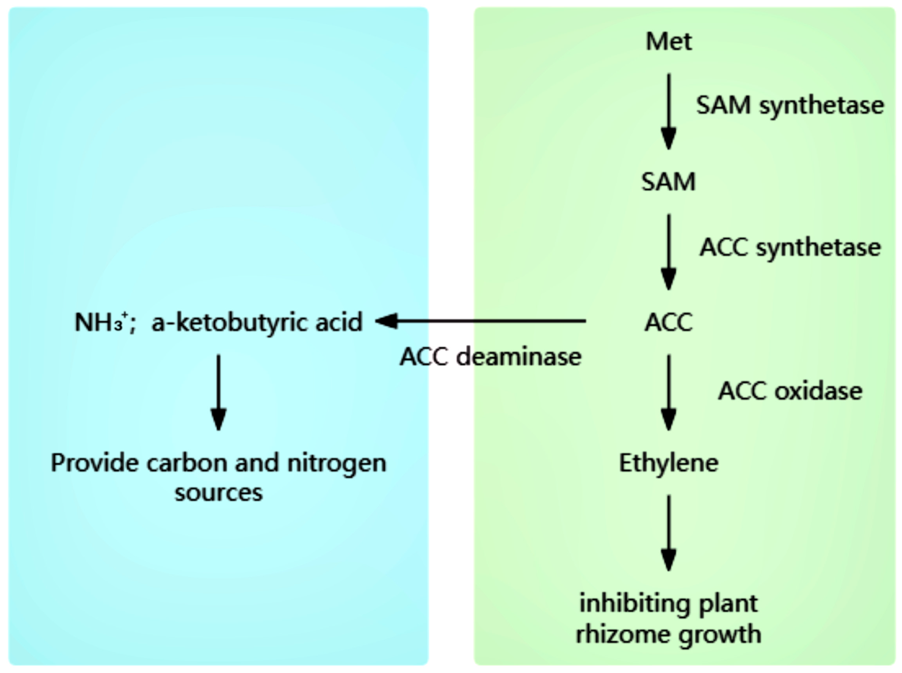 Agronomy 14 00609 g001