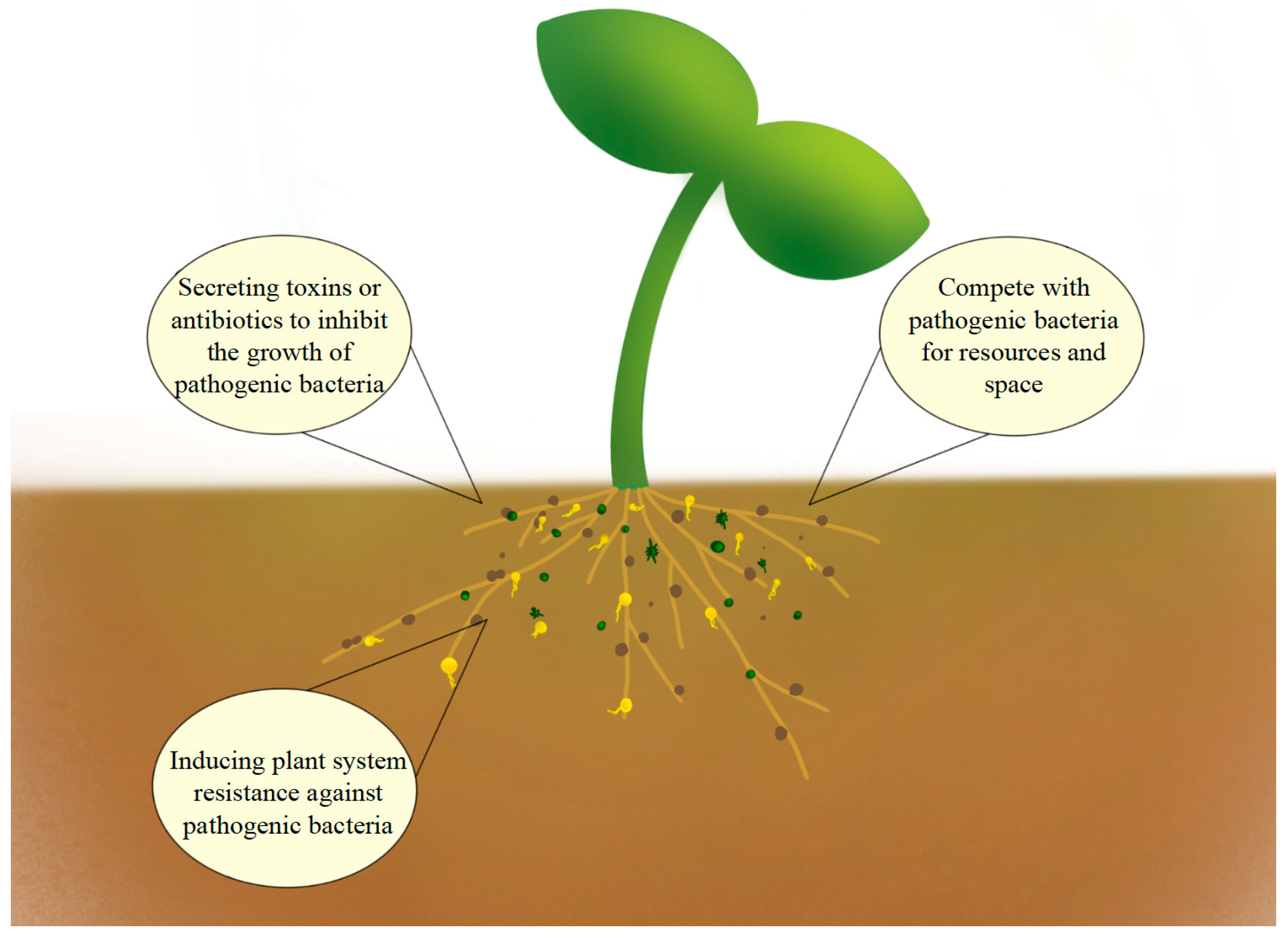 Agronomy 14 00609 g005