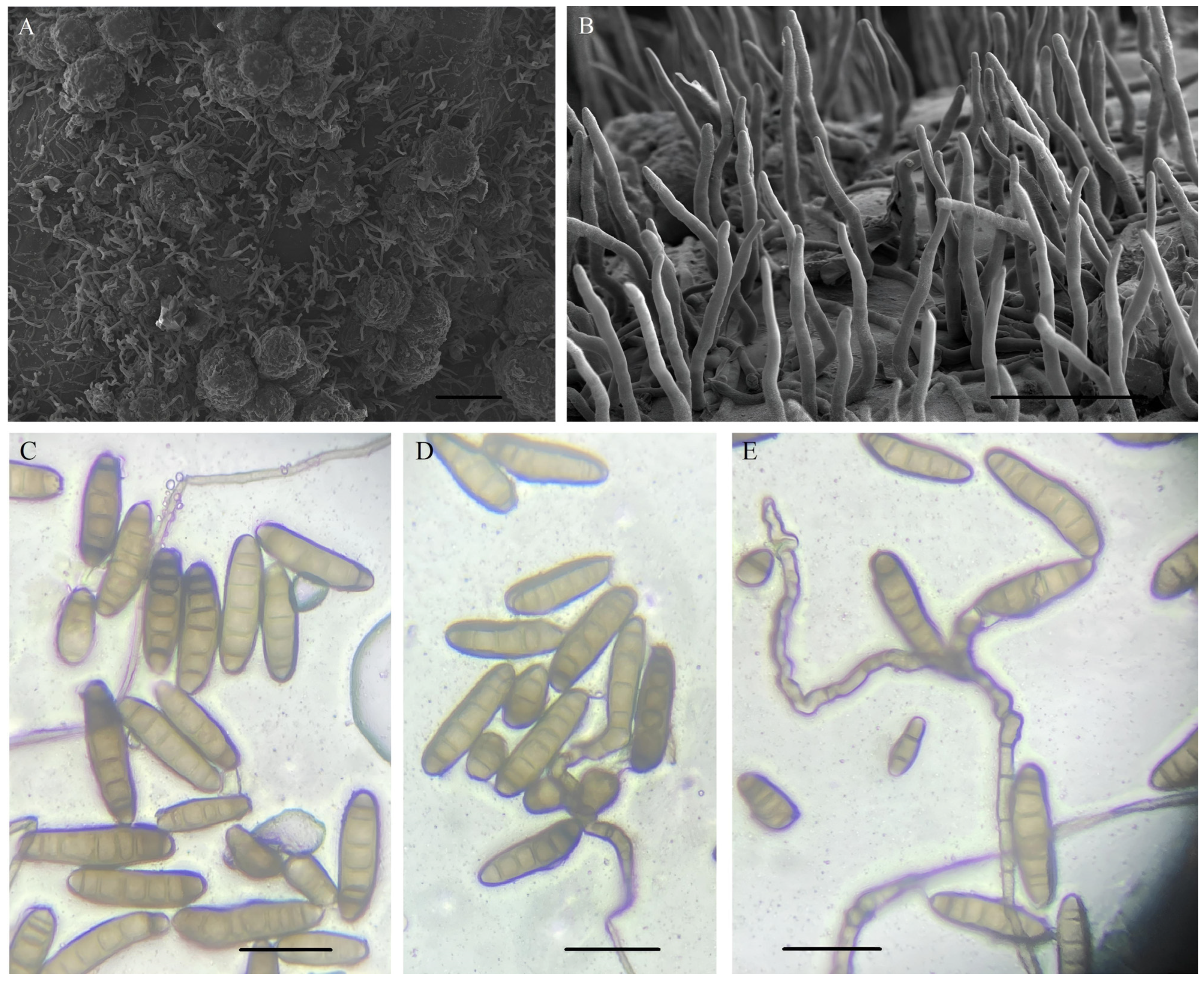 Agronomy 14 00623 g002