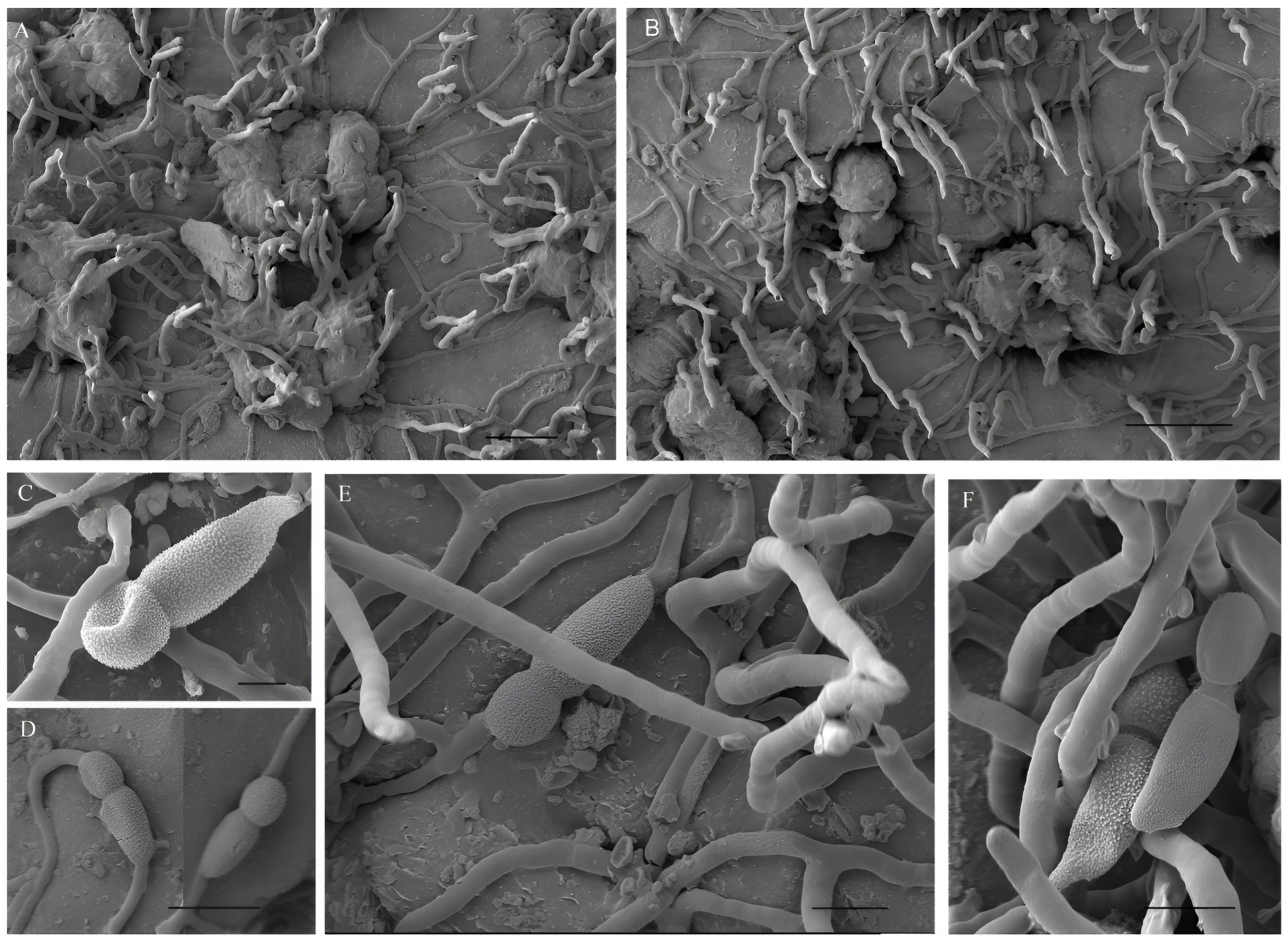 Agronomy 14 00623 g003