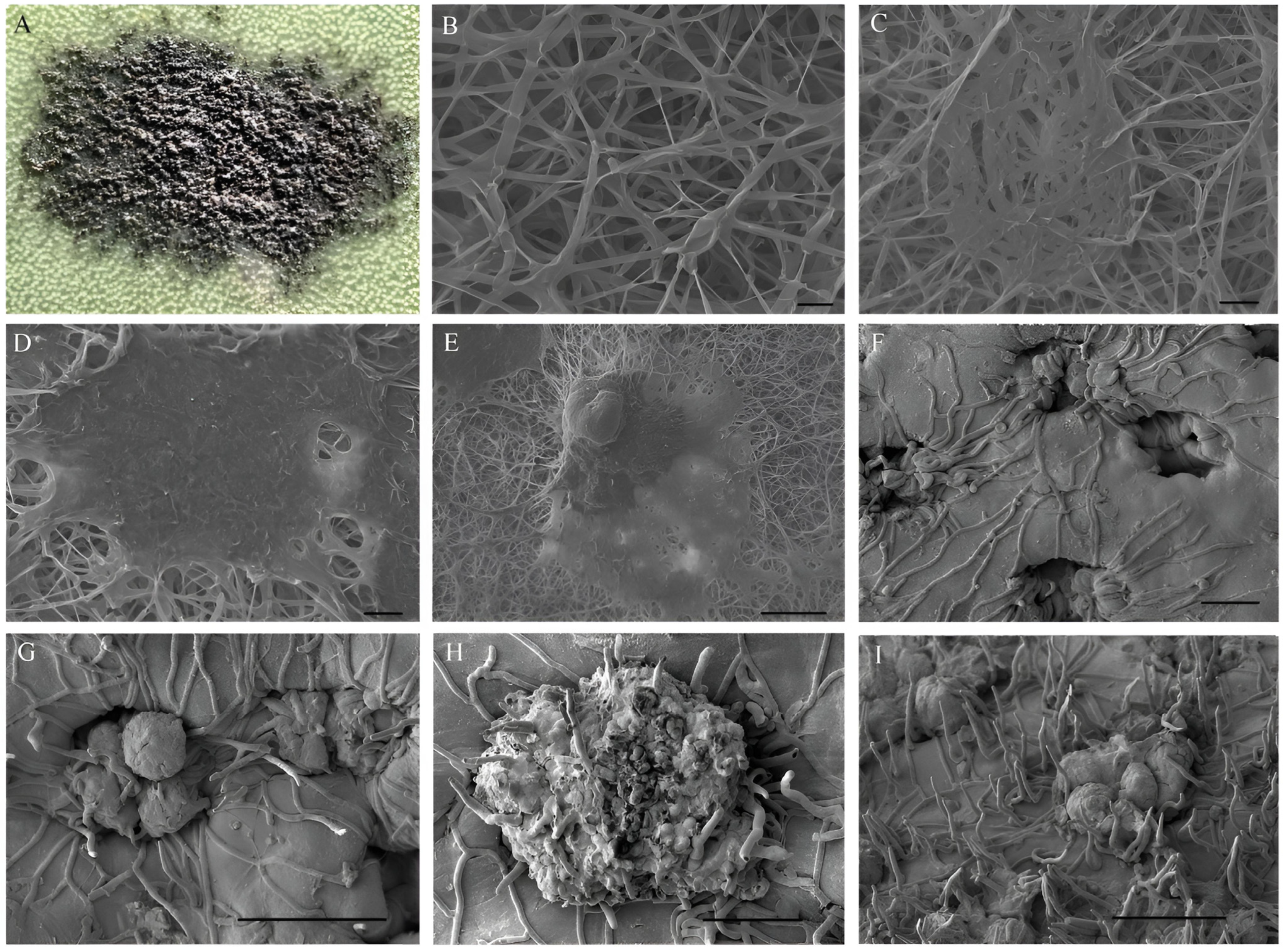 Agronomy 14 00623 g004