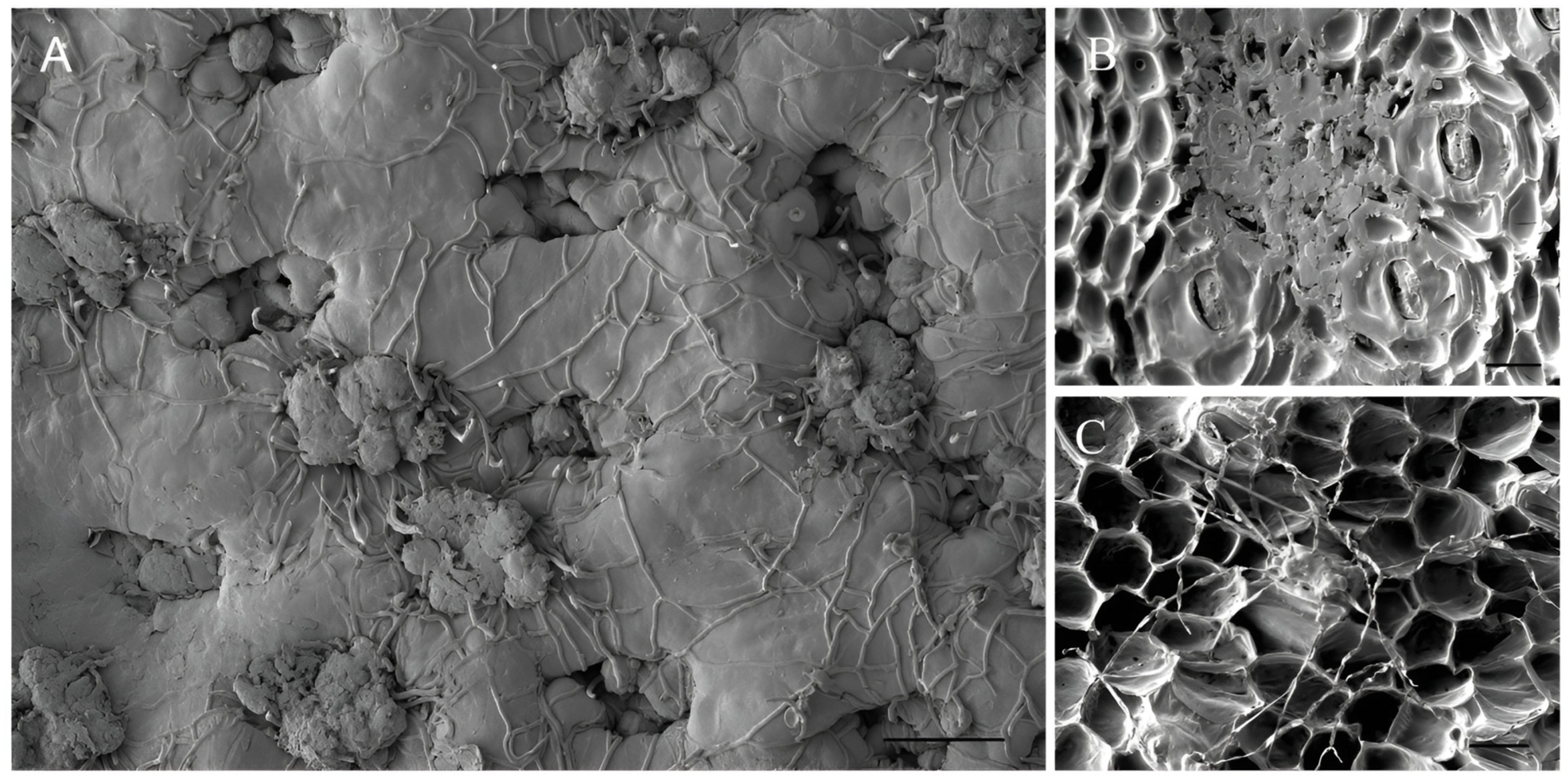 Agronomy 14 00623 g005