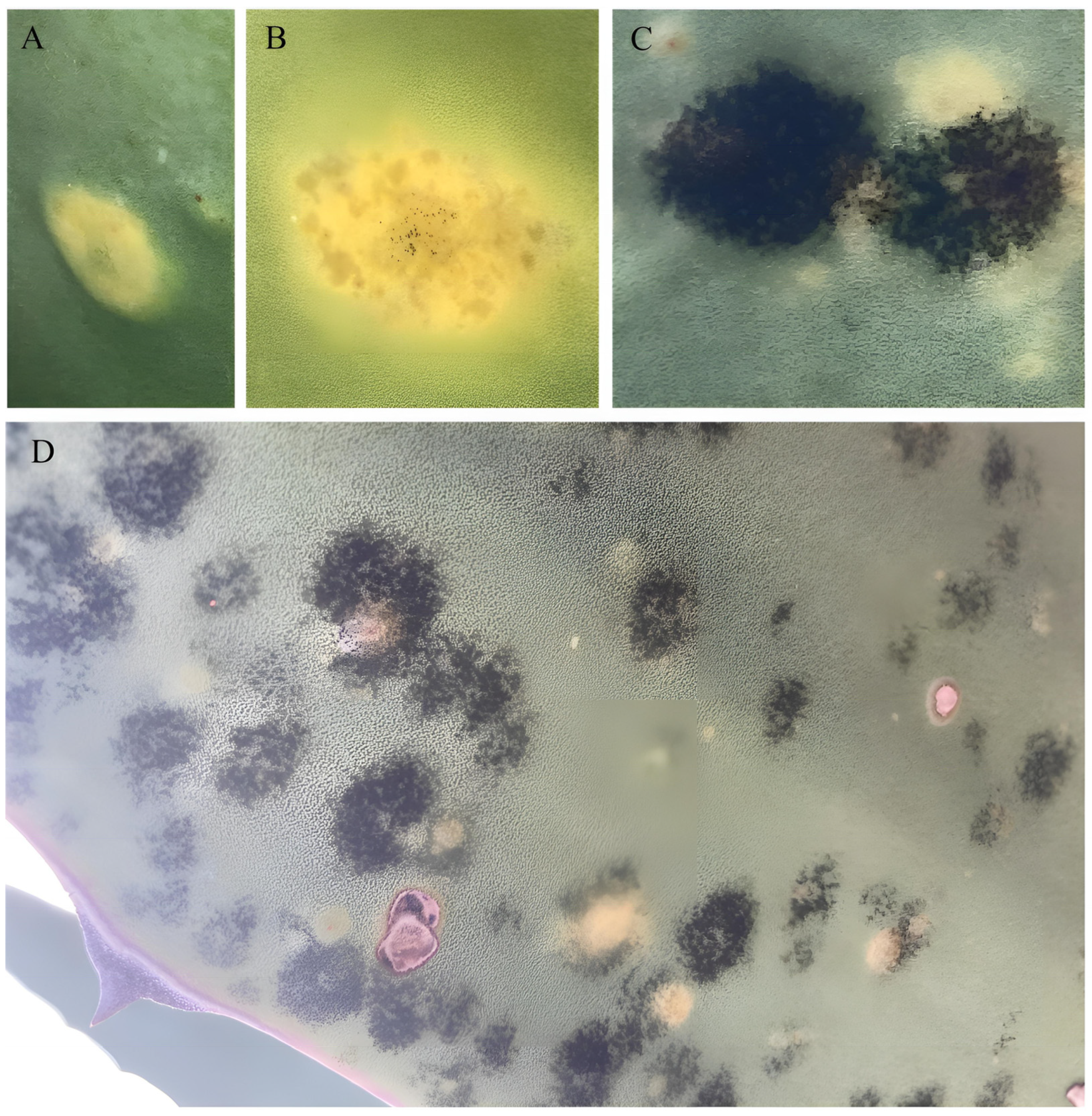 Agronomy 14 00623 g007